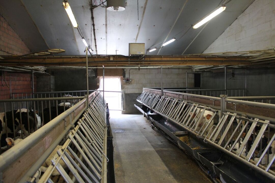 Vleeskalverenbedrijf te koop te Beerse foto 5