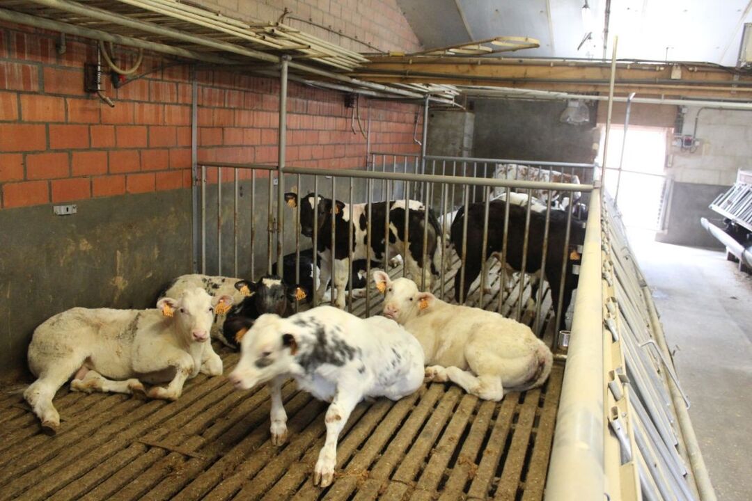 Vleeskalverenbedrijf te koop te Beerse foto 6