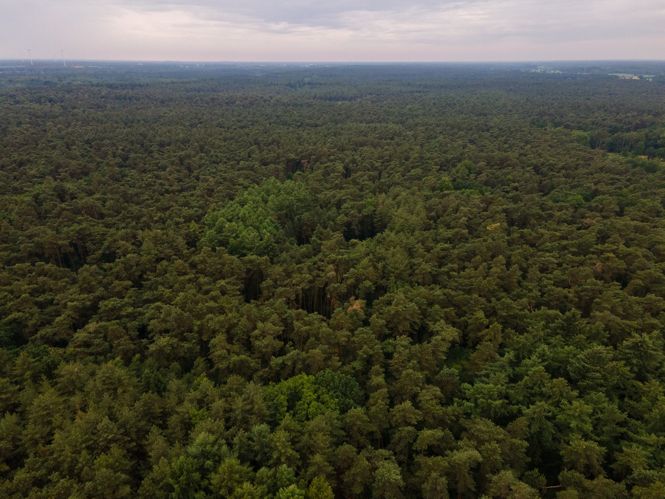 Bos van 1345 m² in rustige omgeving foto 2