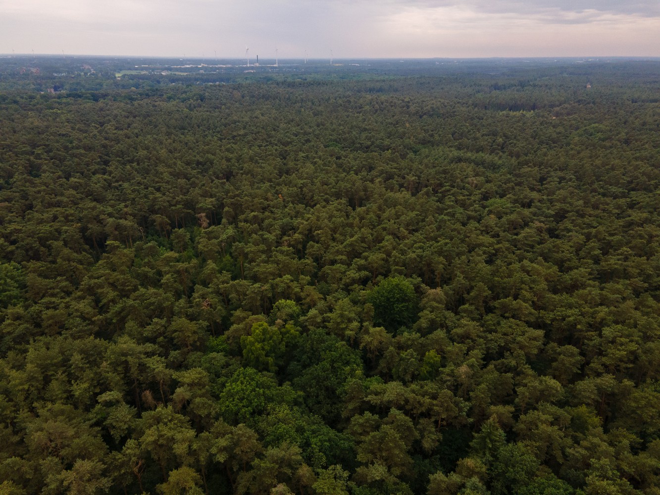Bos van 1345 m² in rustige omgeving foto 1