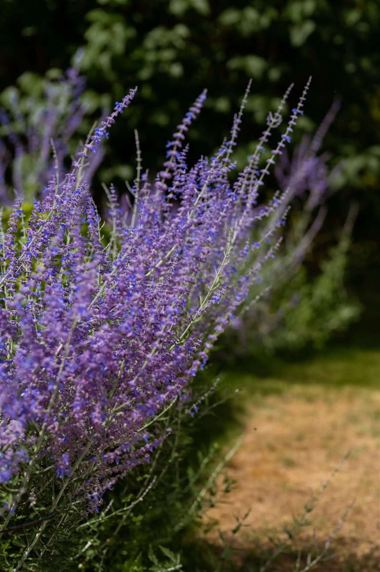 Landhuis met tuin en weide op +/-  78are foto 4