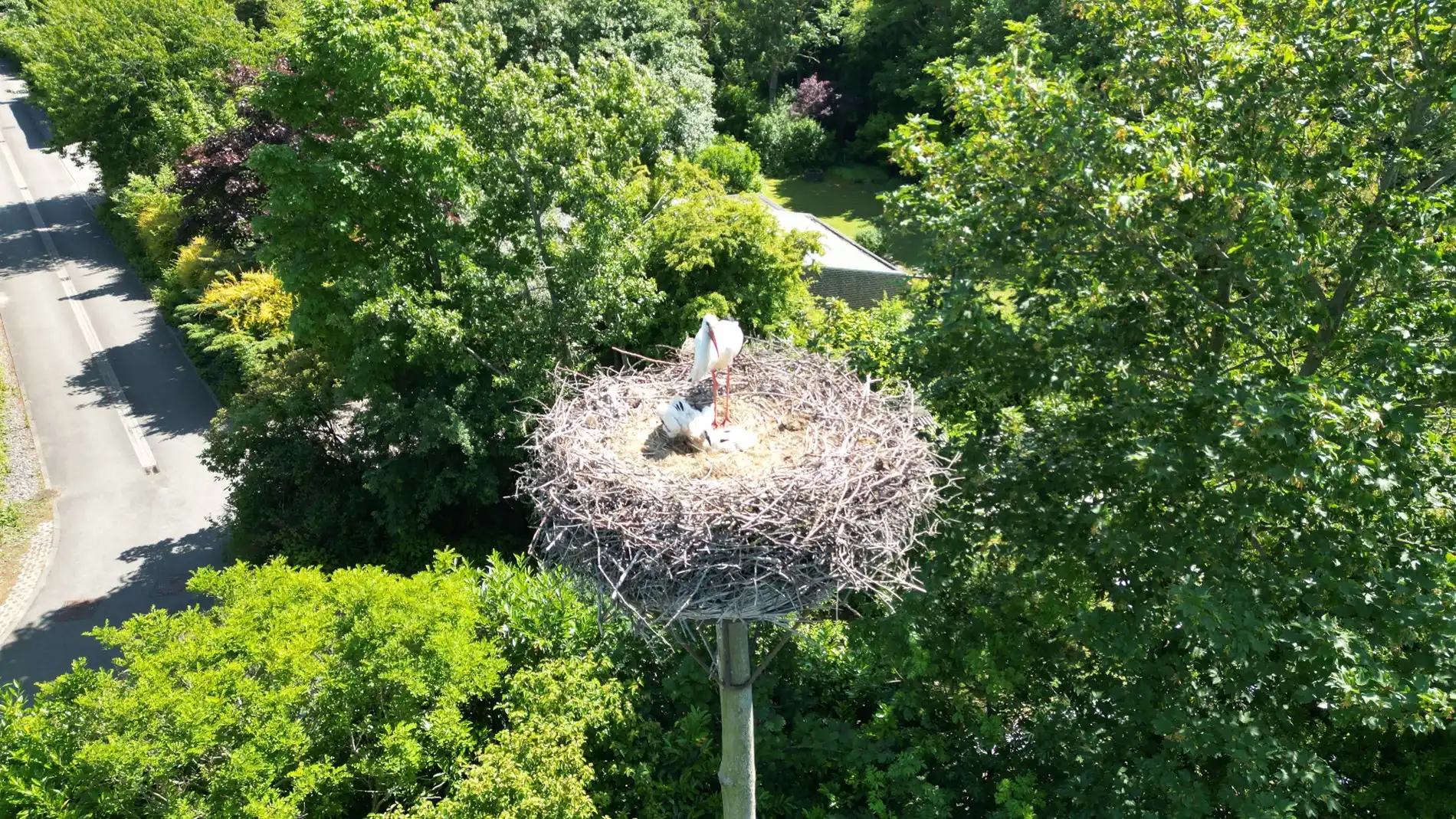The Stork foto 38