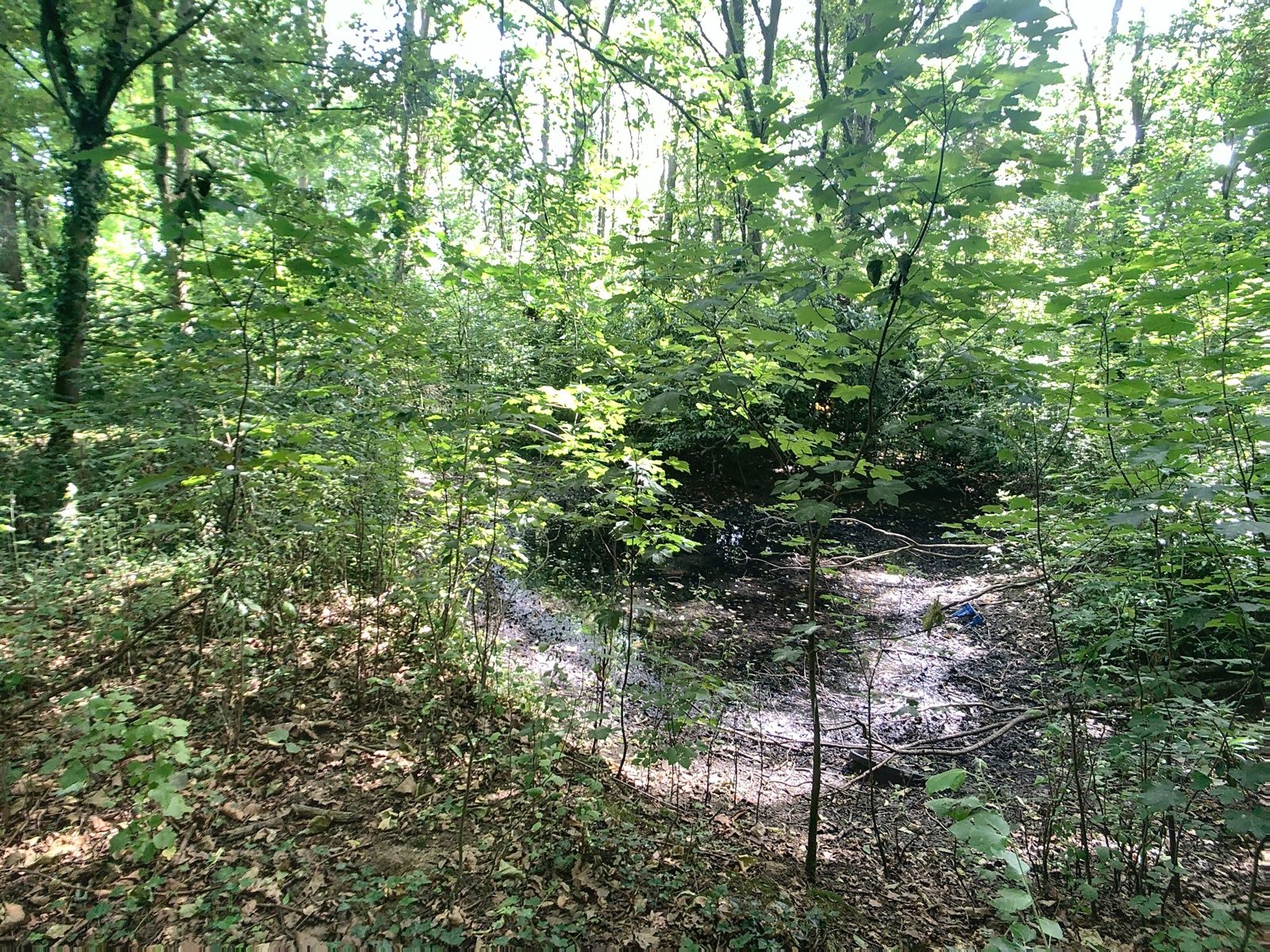 Bosgrond met vijver nabij centrum Hever. foto 5