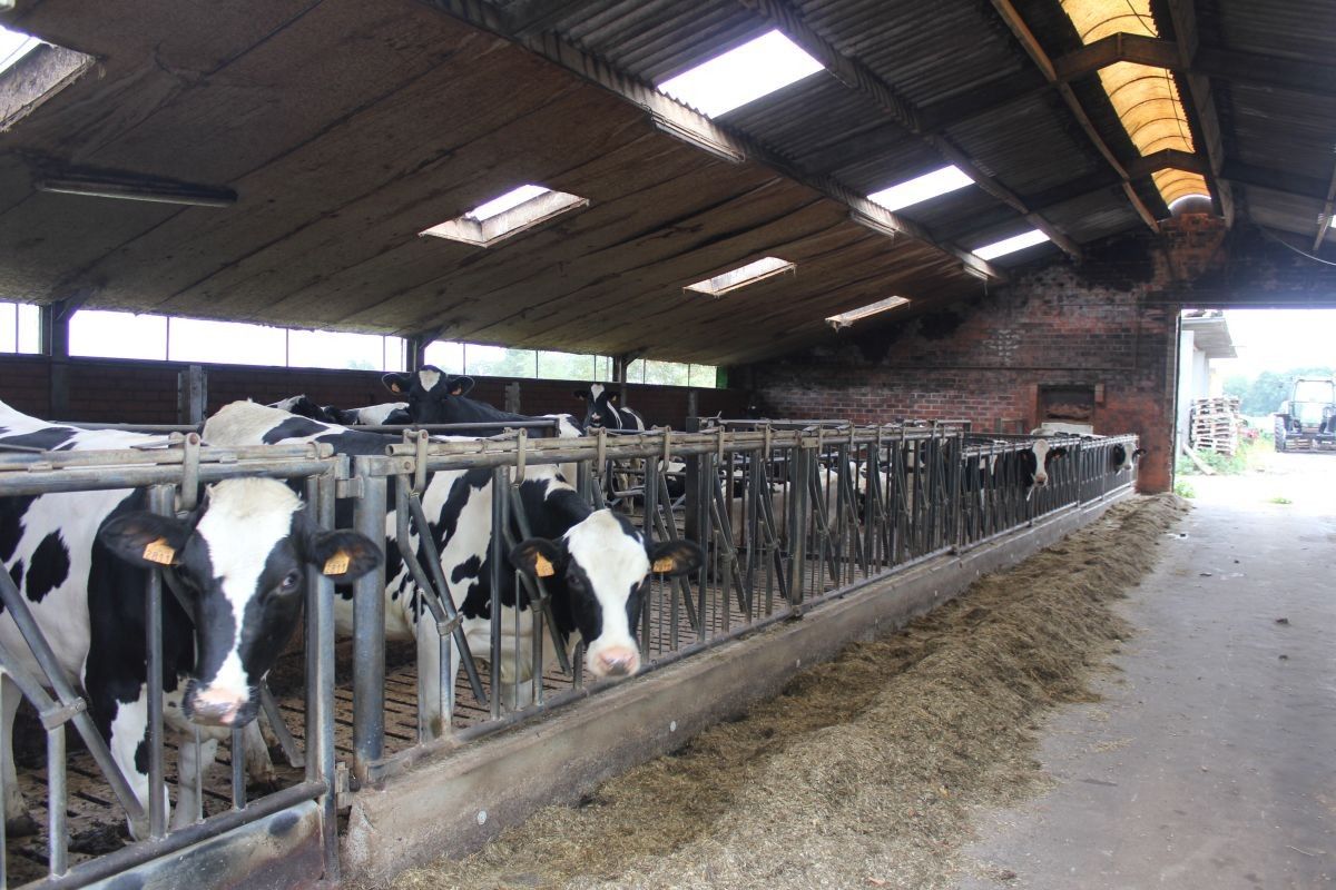 Melkveebedrijf met 38,70 ha grond te koop te Bocholt foto 4