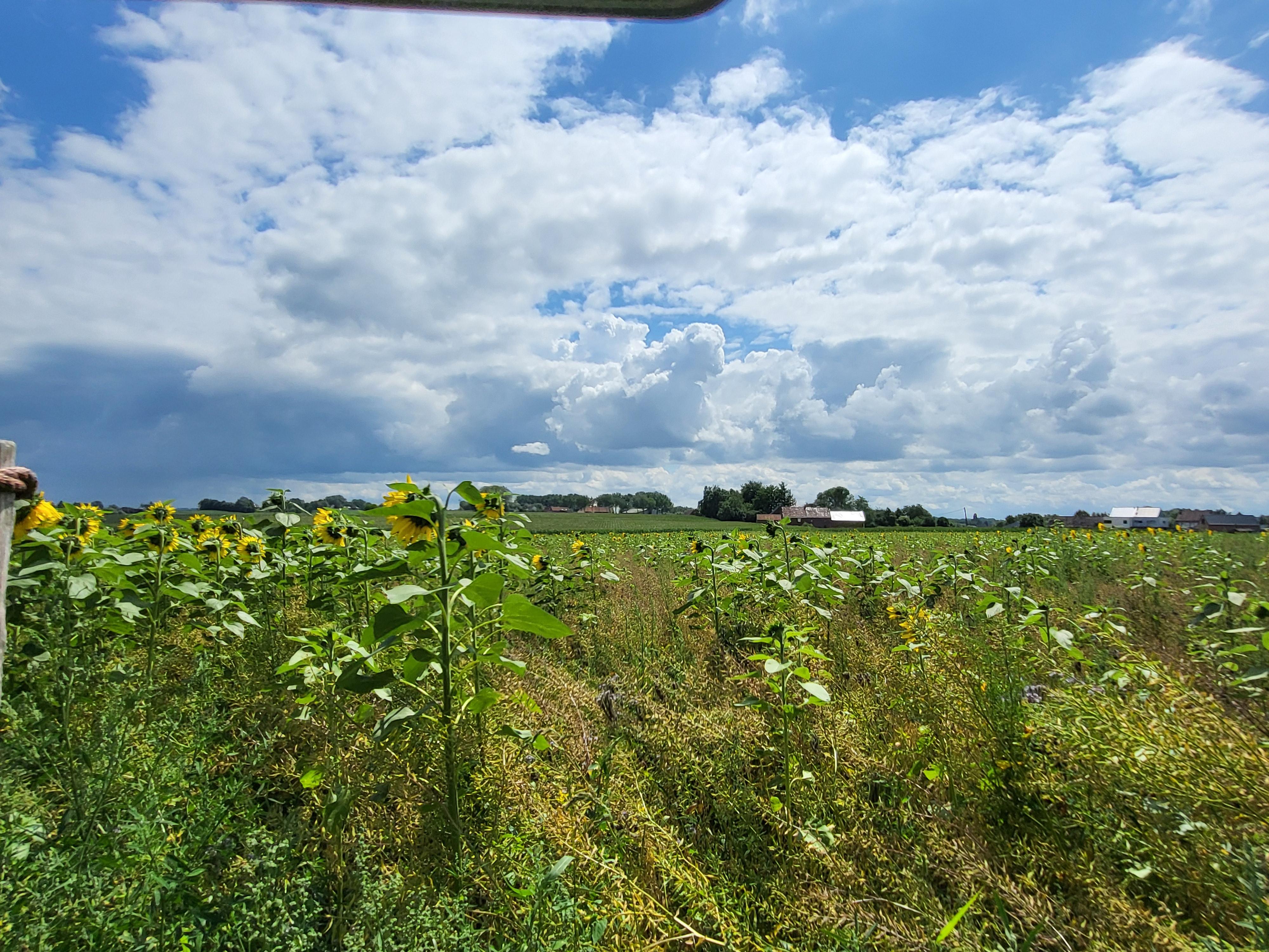 Prachtige burgerwoning op 950 m² met ruime garage en zuidgerichte tuin gelegen in de Vlaamse Ardennen.  foto 8