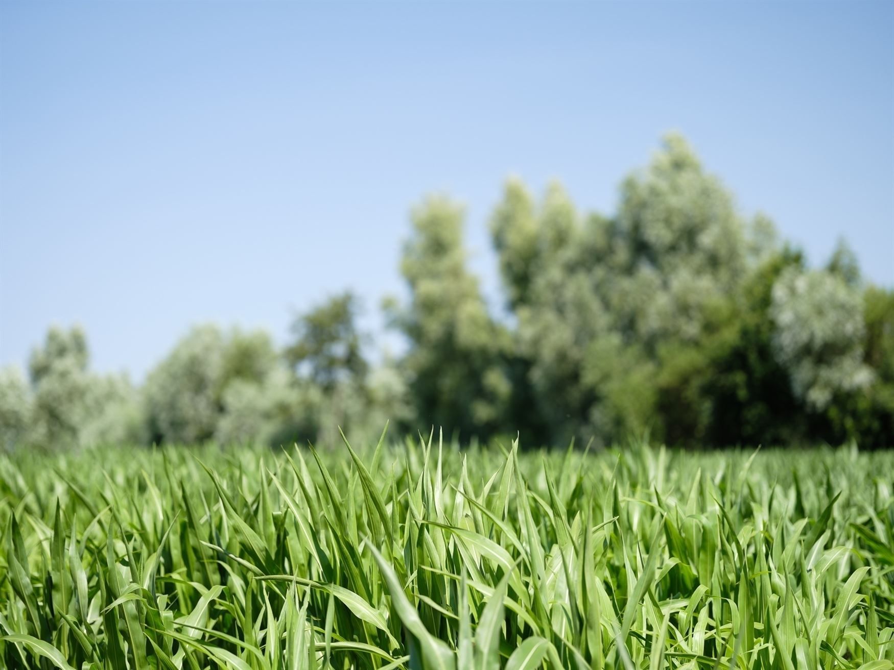 Hoeve voor landbouw foto 15