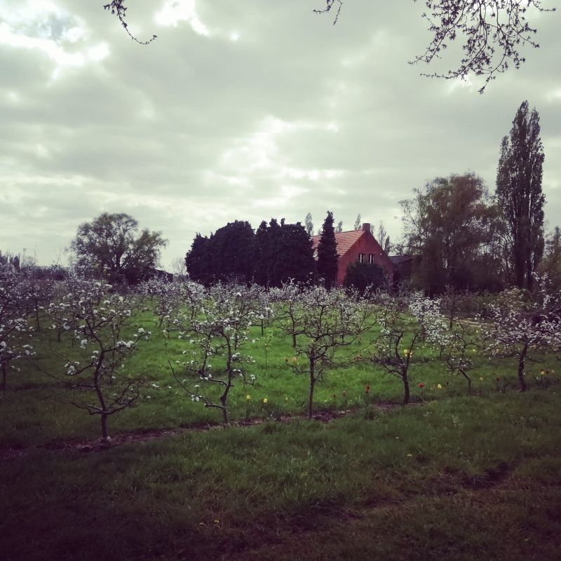 In dorpskern gelegen hoeve te koop te Hoevenen (Stabroek) foto 14