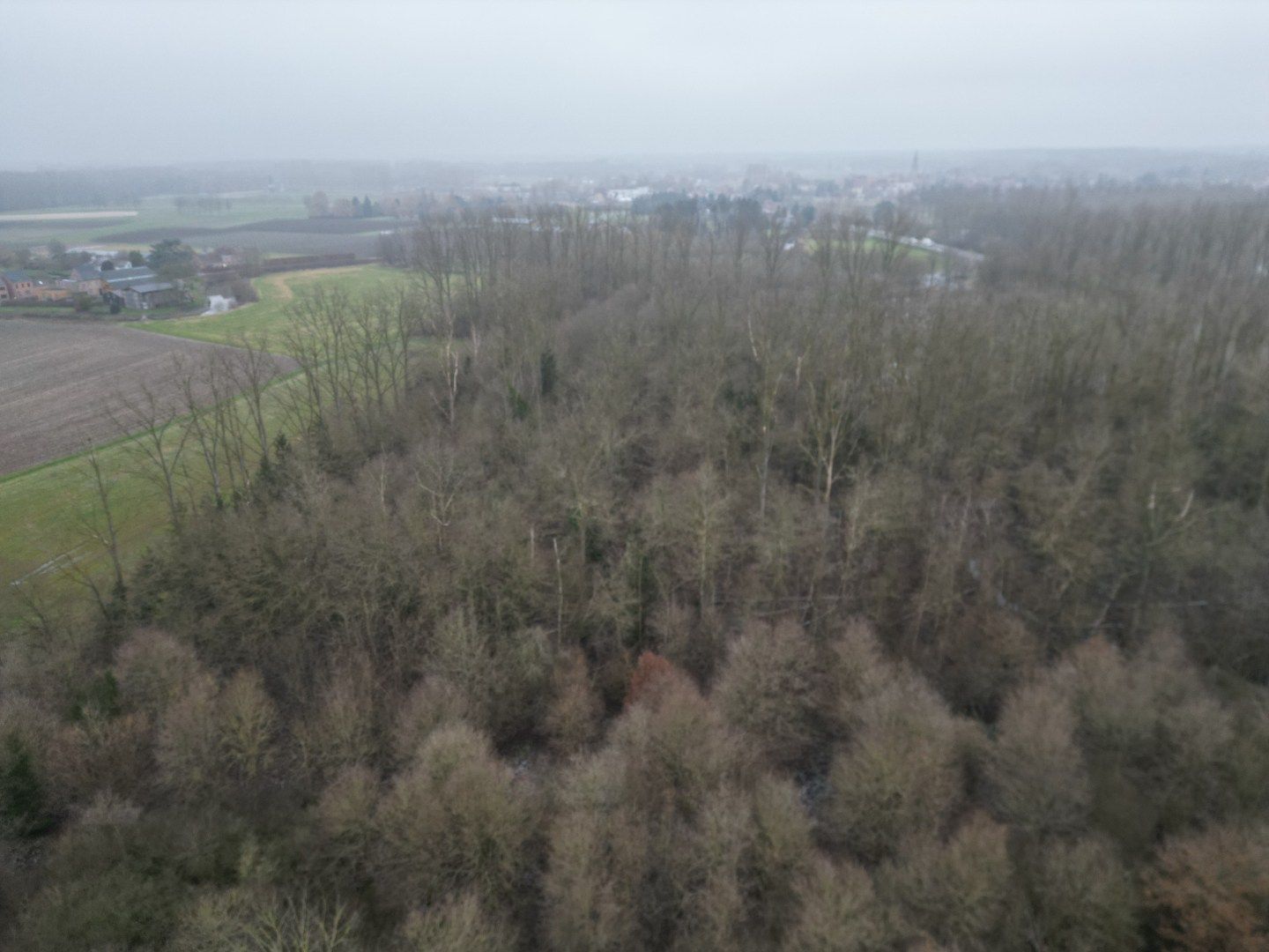 Percelen bos te Rotselaar. foto 4