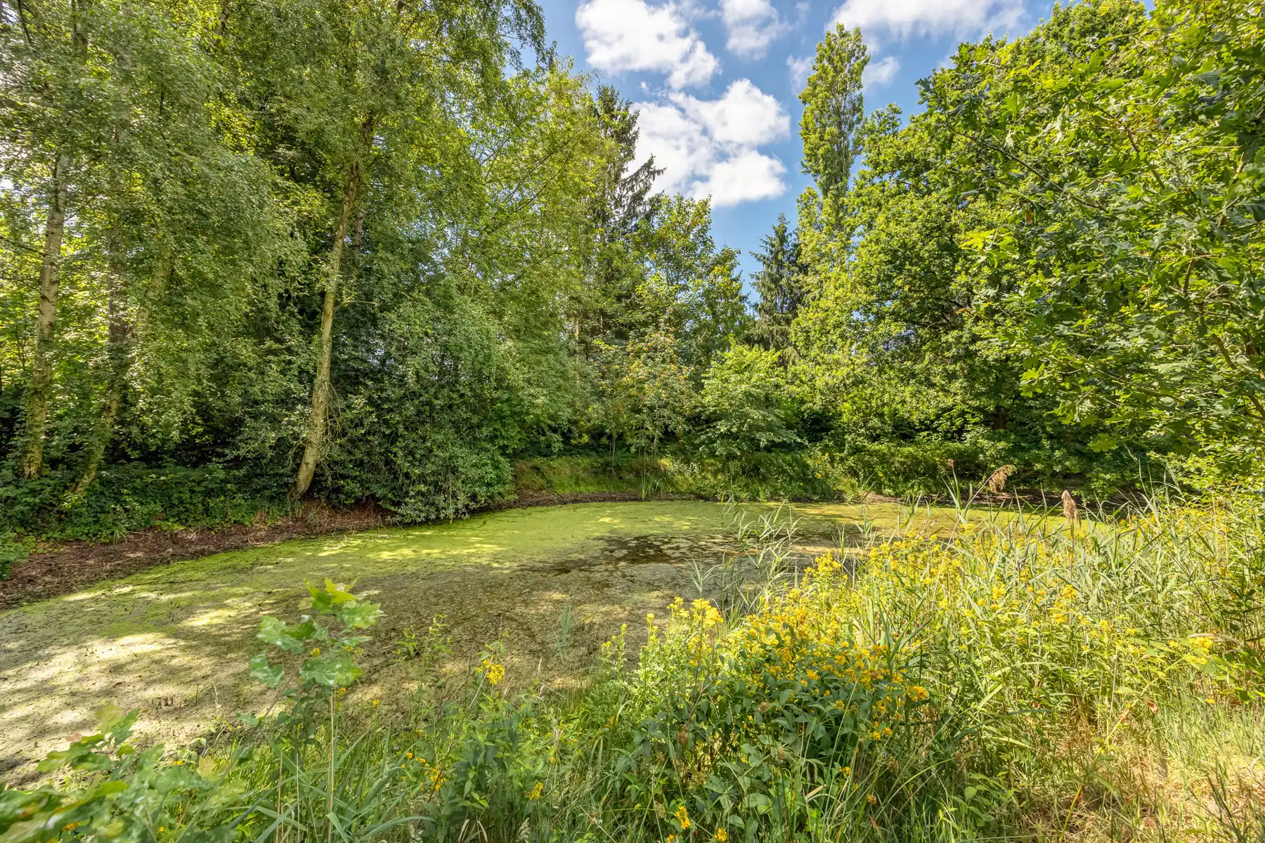 UNIEK PAARDENDOMEIN OP 28.870 M² foto 21