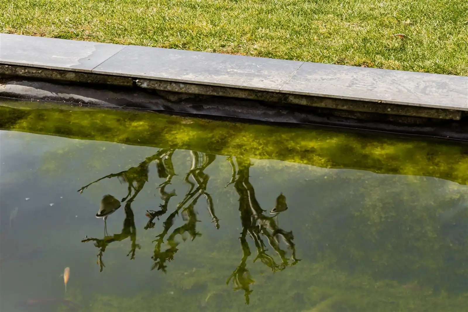 Knusse bungalow met 3 kamers en zuidgerichte tuin op 9are05 foto 28