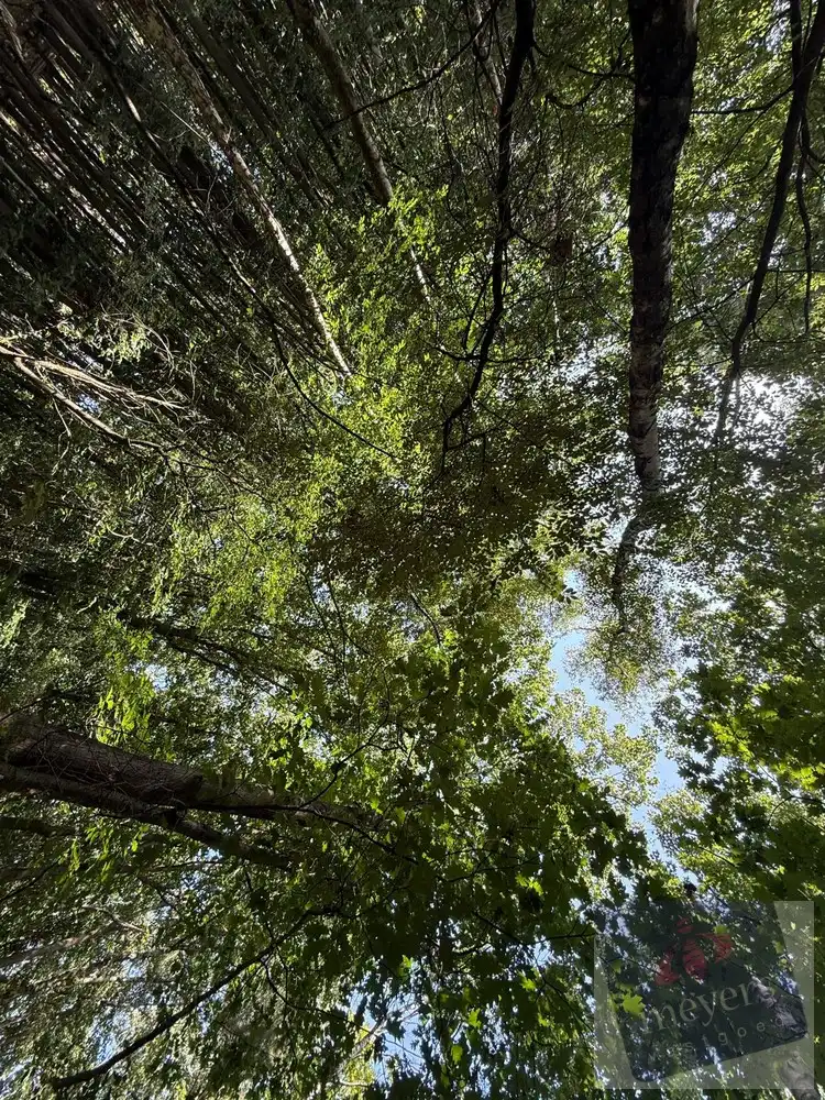 Bosperceel van circa 10 are in groene omgeving te Houthalen-Helchteren foto 4