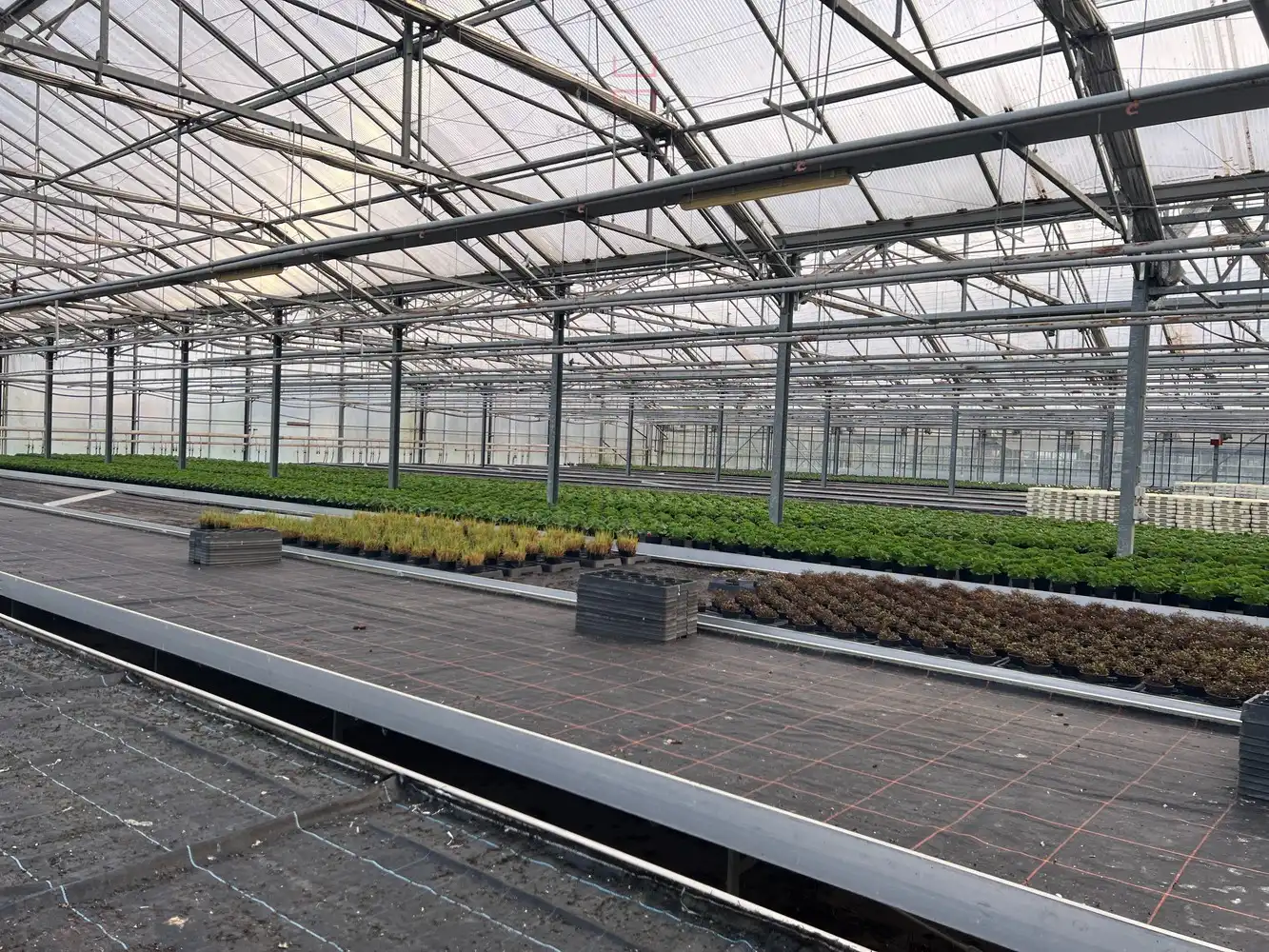 Ca.5.000 m2 serres met loods - bestemd voor agrarische doeleinden. foto 15