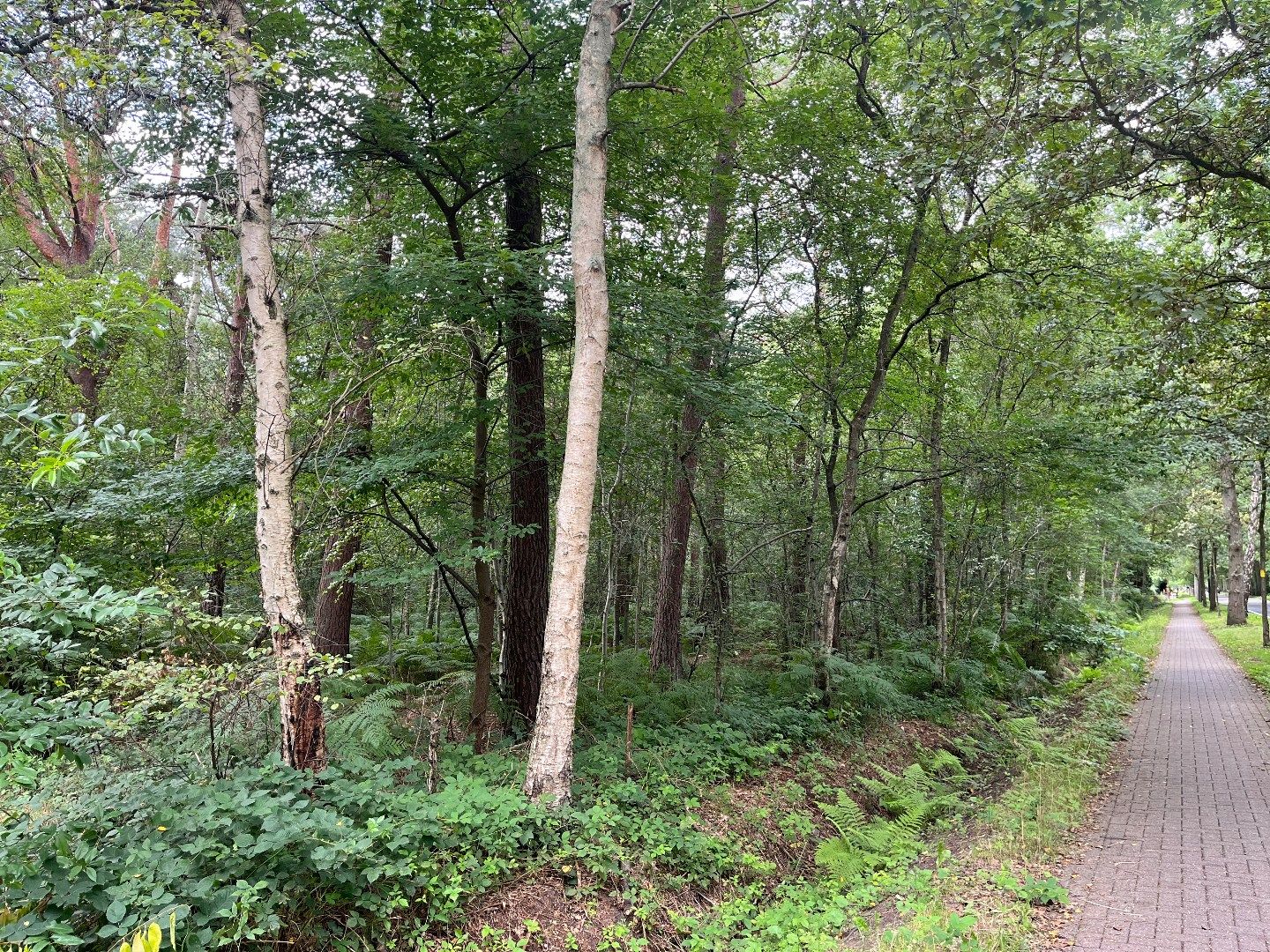 Uitgestrekt natuurgebied op een uitstekende locatie te Schilde! foto 3