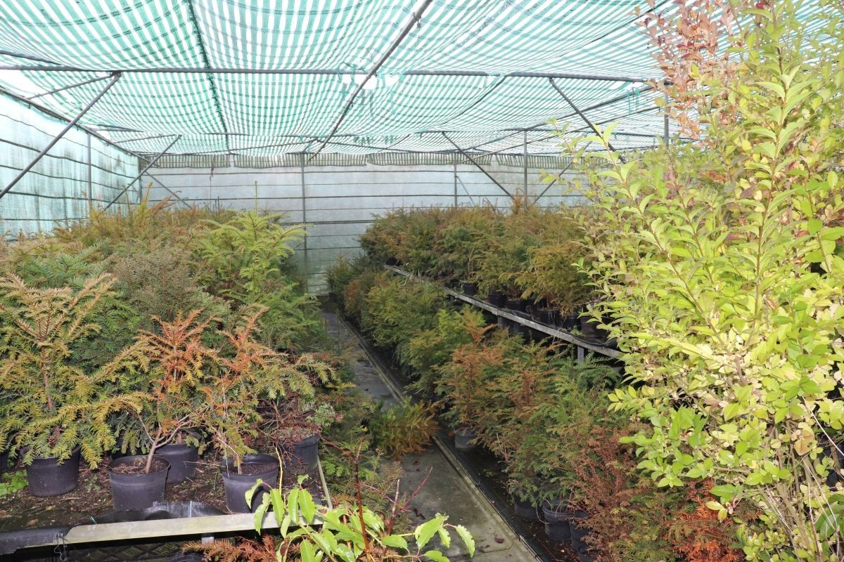 Plantenkwekerij te koop te Zwevegem foto 9