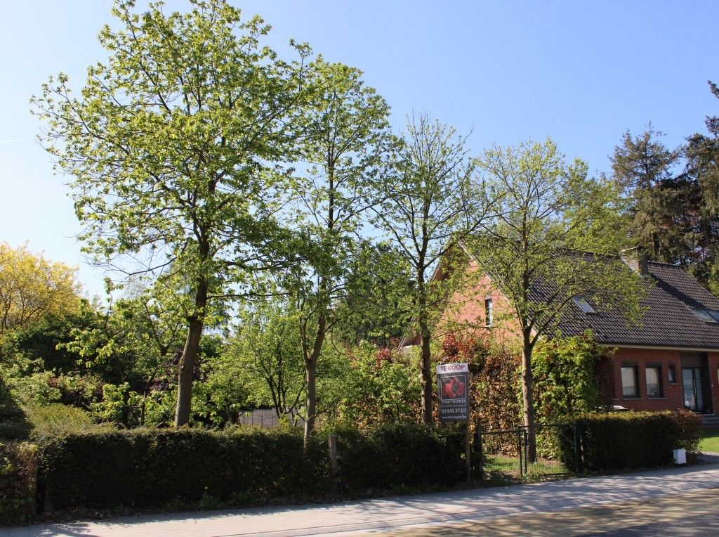 Zeer mooie bouwgrond op gunstige ligging foto 2