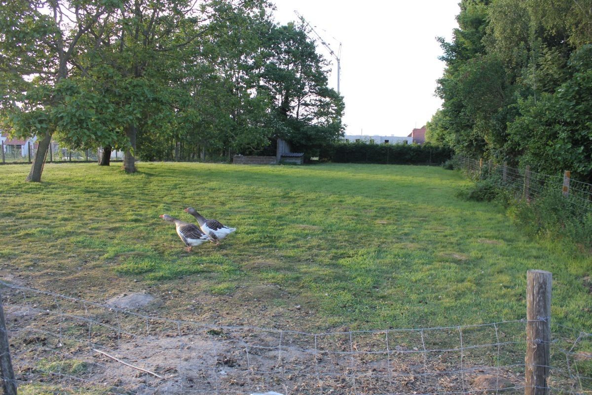 Hoevetje met residentiële woning en stallen te koop op 1 ha te Staden en Hooglede foto 11