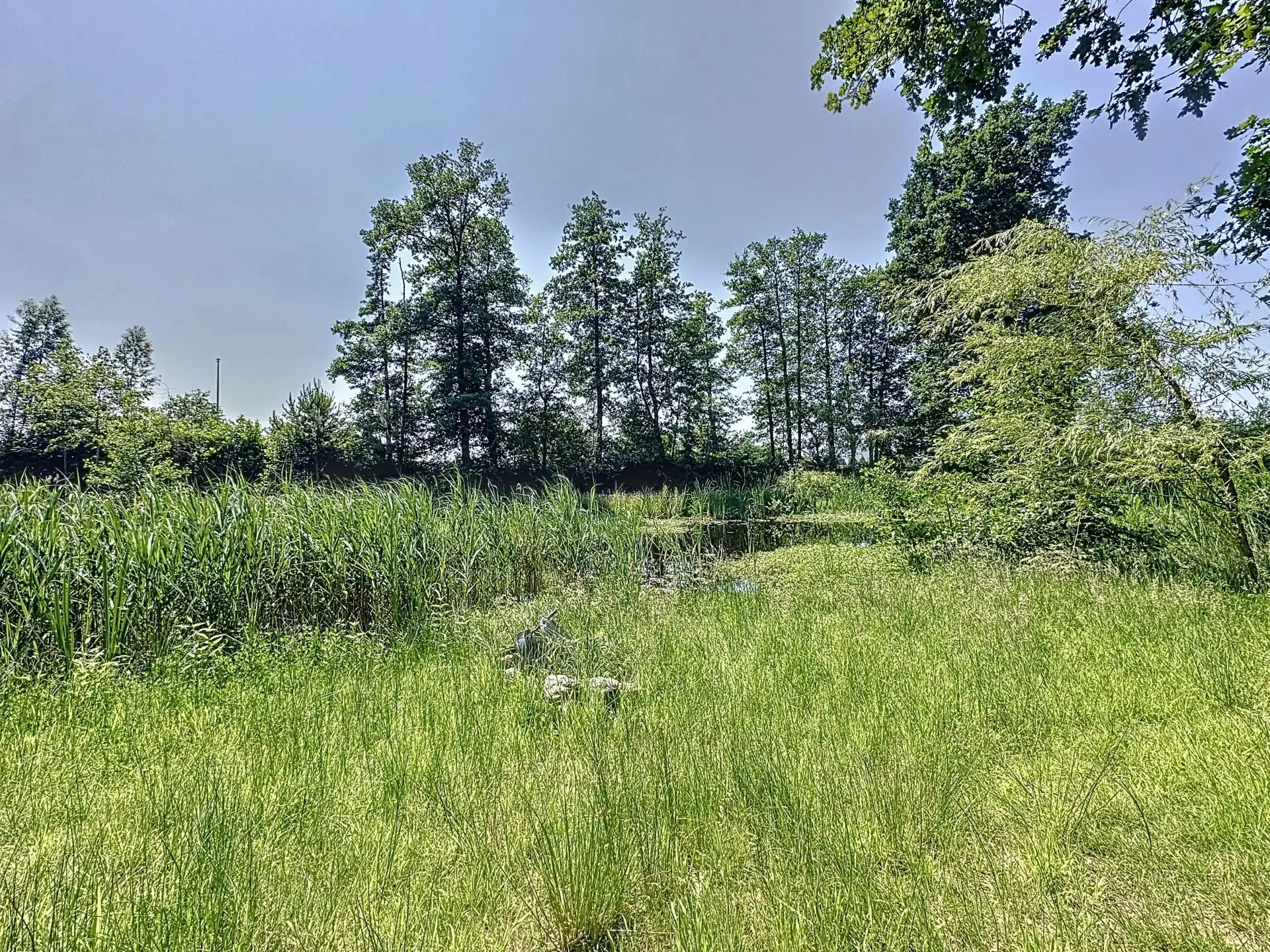 Uniek stuk recreatiegrond met vijver en bouwmogelijkheid – 2154 m². foto 6