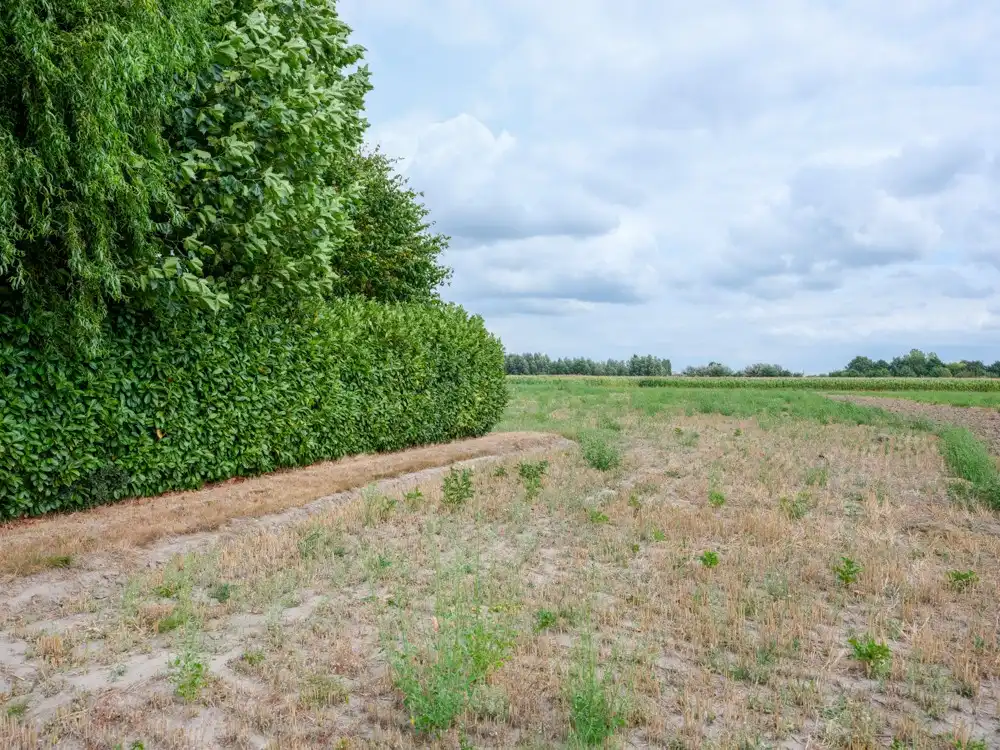 Landelijke woning/bouwgrond met verzichten - Oekene foto 5