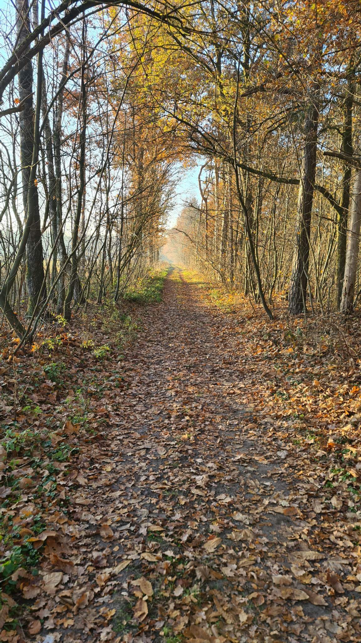 BOSGROND (11425 m²) IN TURNHOUT foto 7
