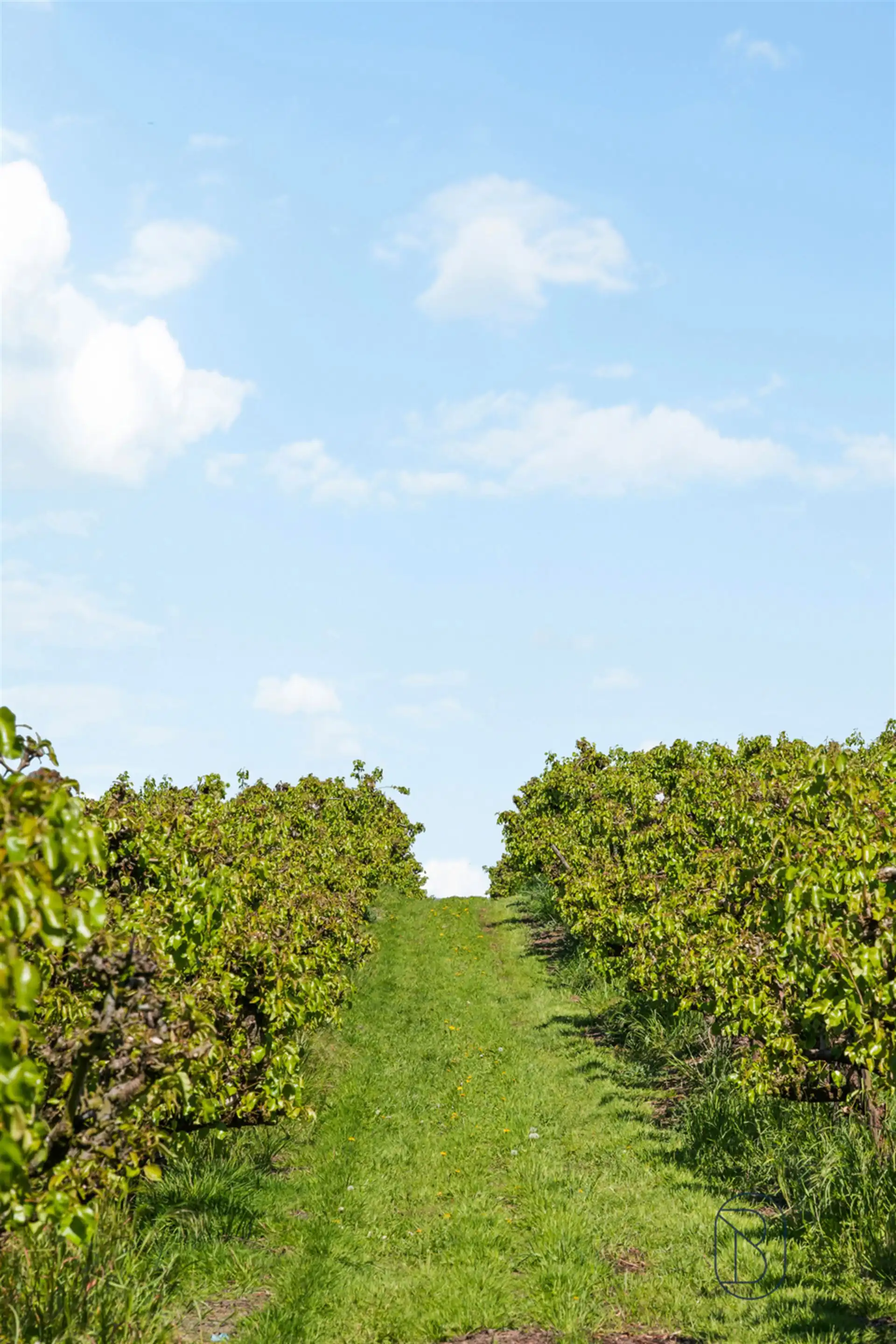 Unieke eigendom op 18 hectare te Kwaremont foto 17