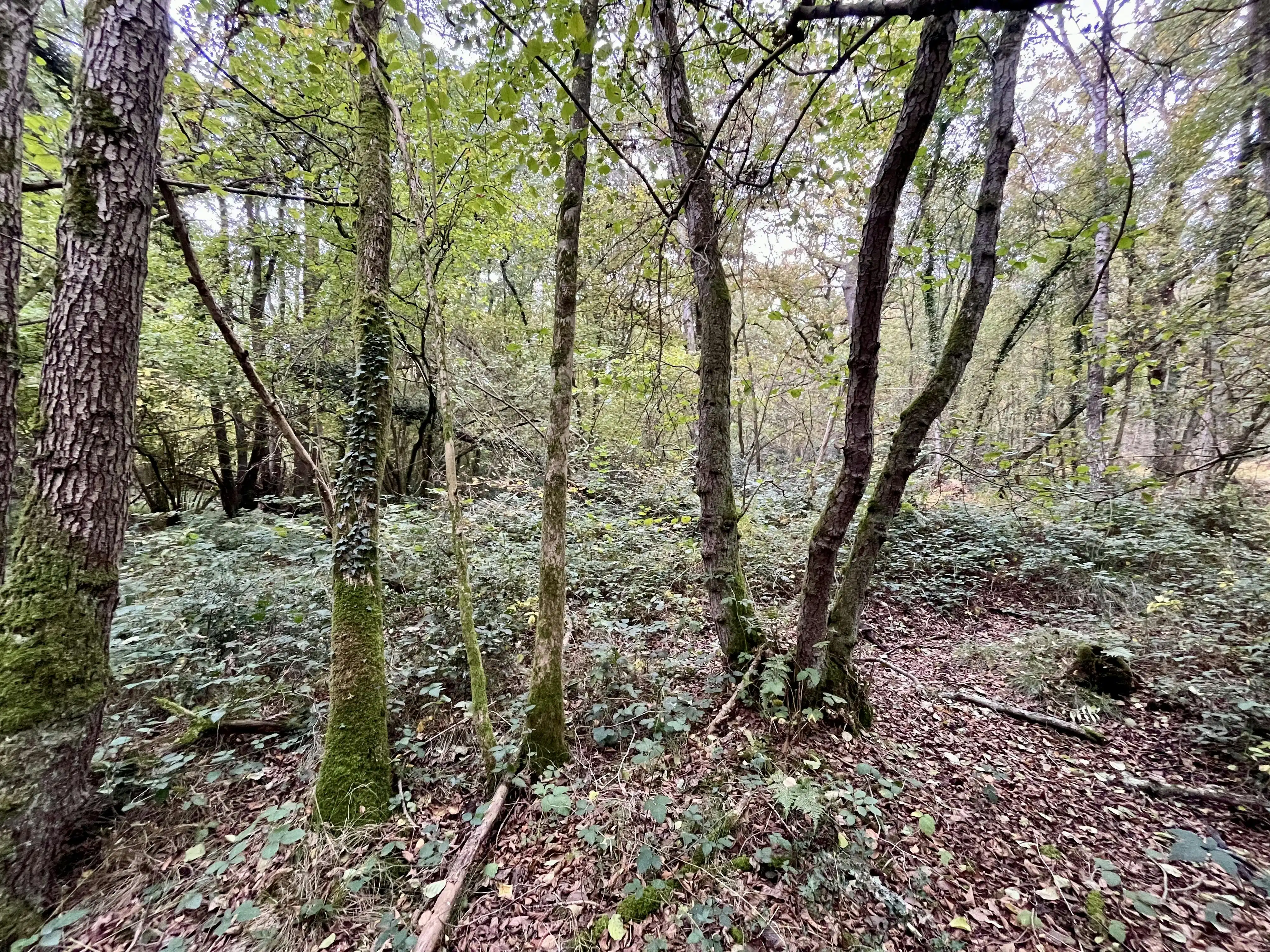 Perceel bosgrond te koop in Zoerselbos foto 7