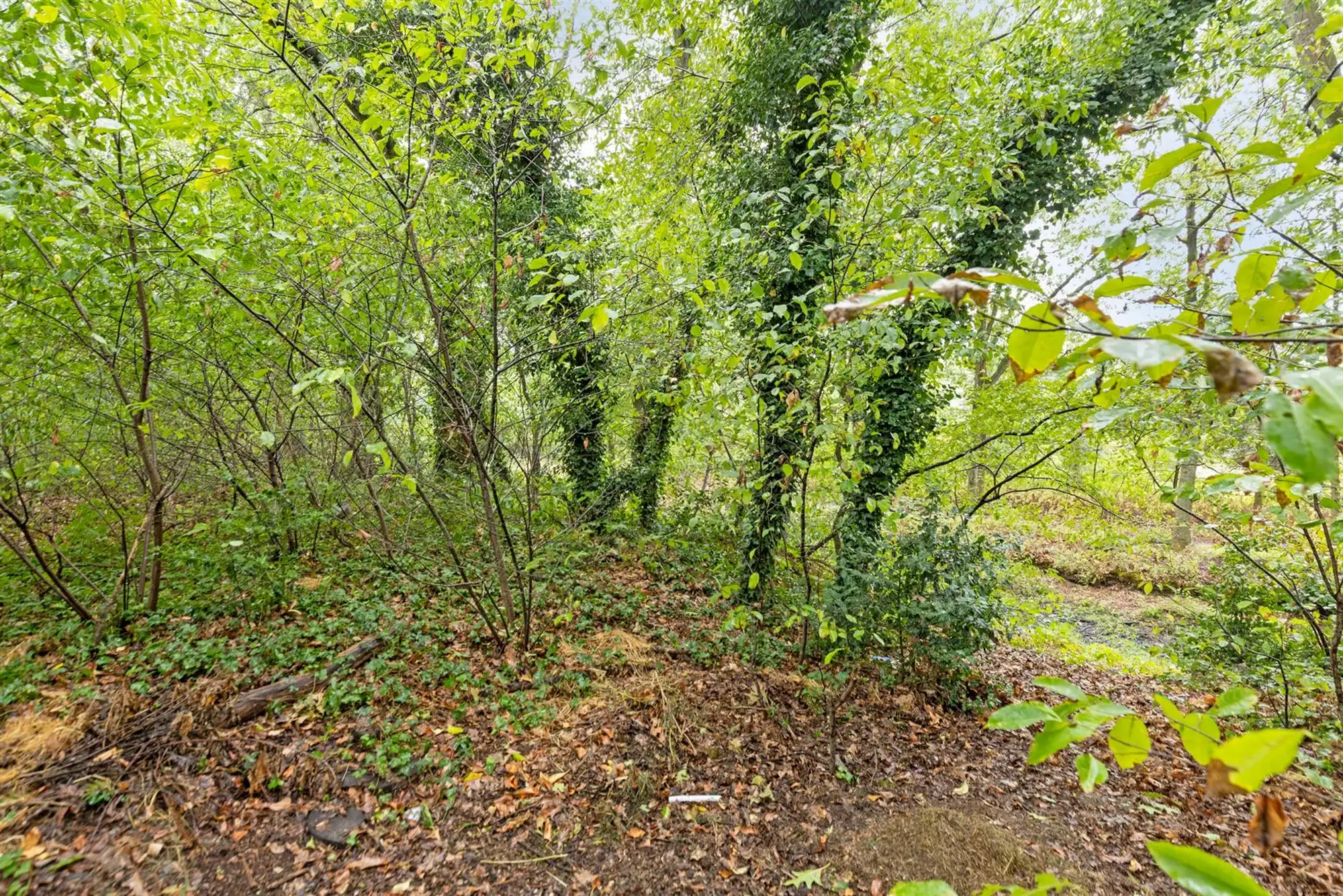 Unieke gelijkvloerse woning aan Merksplas-Kolonie! foto 5