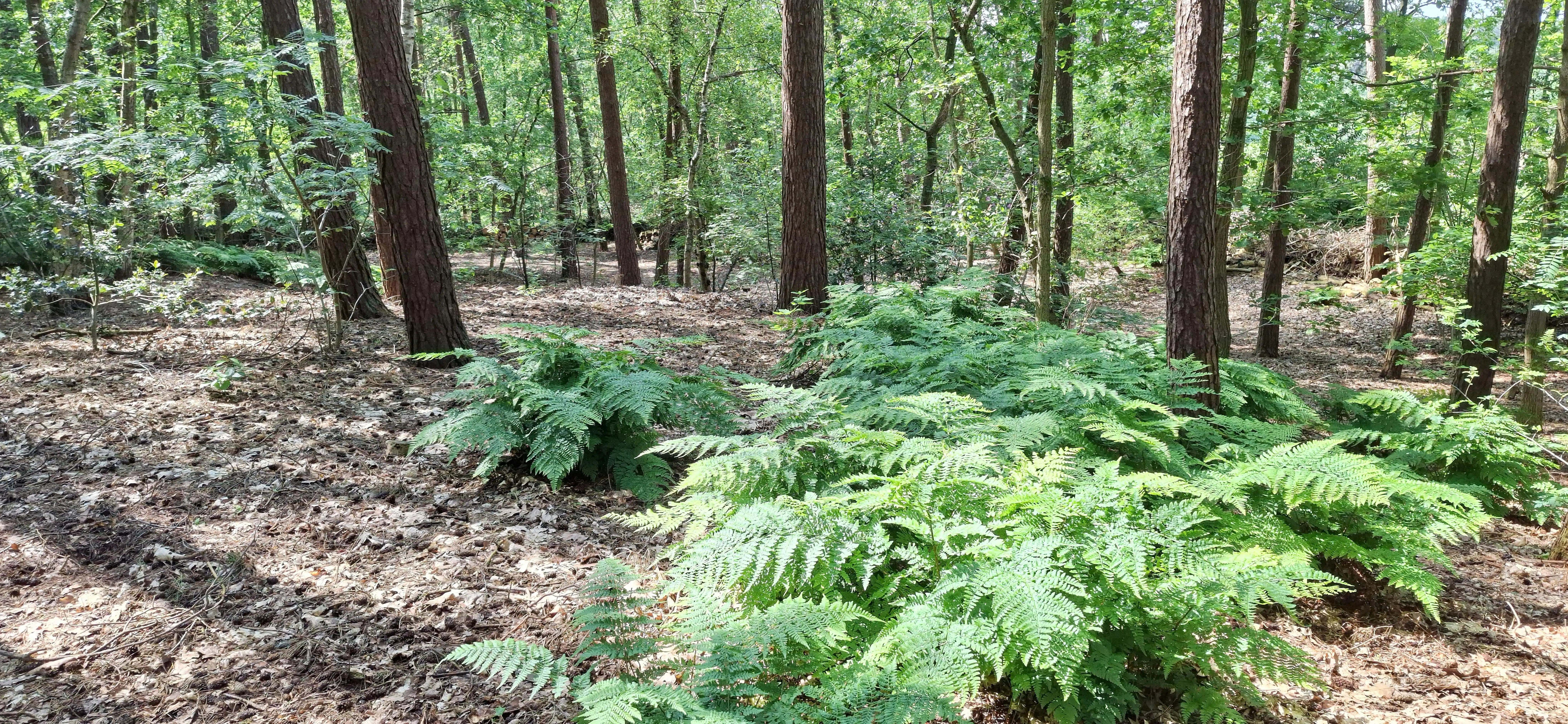 Verzorgde woning op prachtige bosgrond te koop in Wuustwezel foto 27