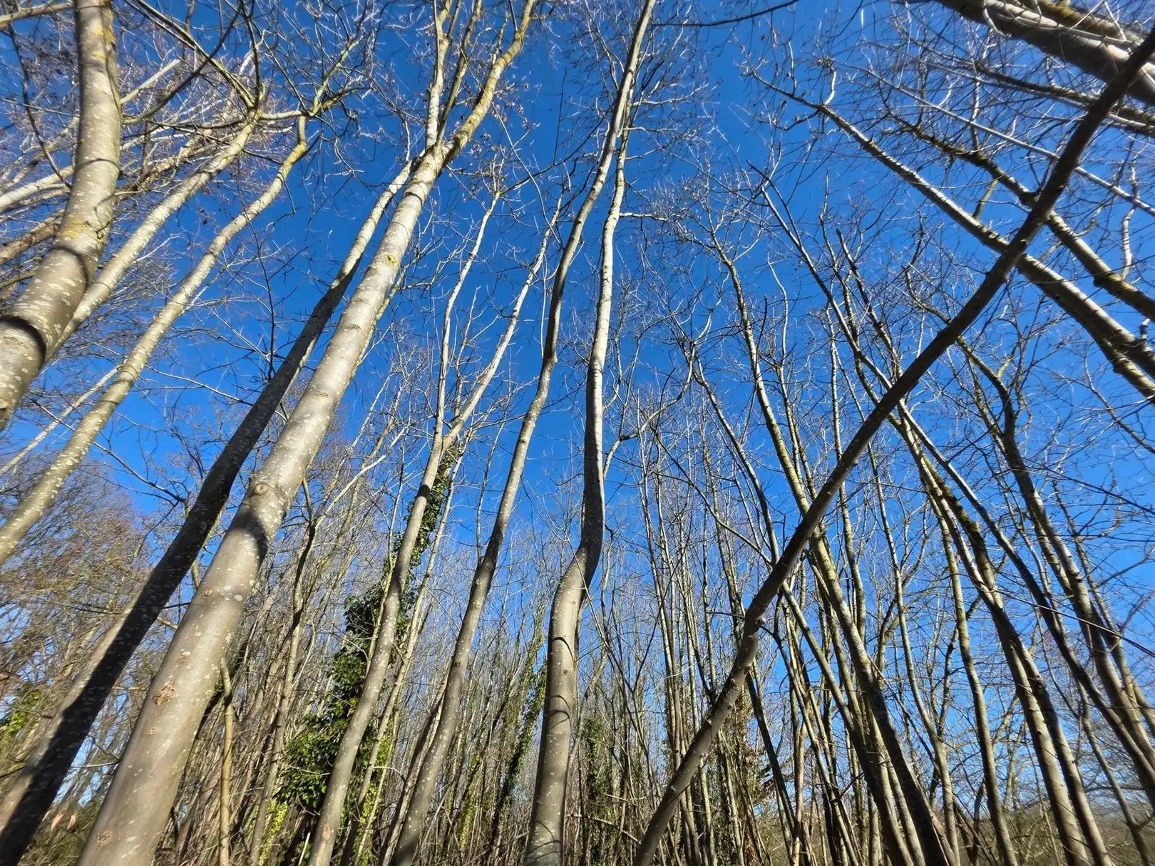 Unieke bouwgrond open bebouwing 32 are 40 ca -  in bosrijke setting Buggenhout foto 3