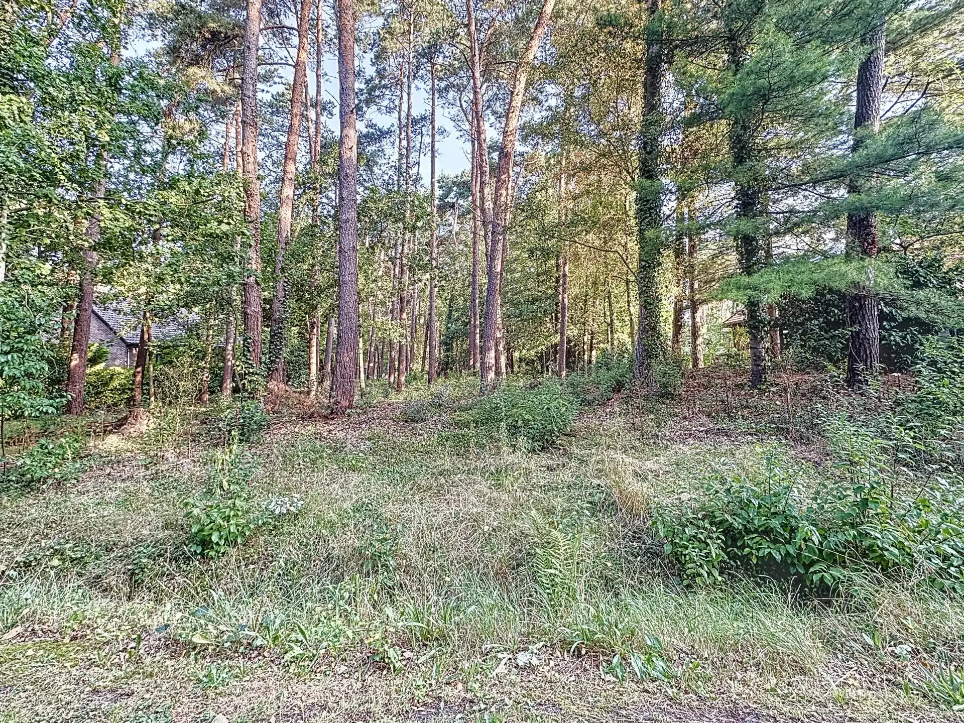 Prachtige bouwgrond van 31 are met vergunning te Mol-Bel. foto 4