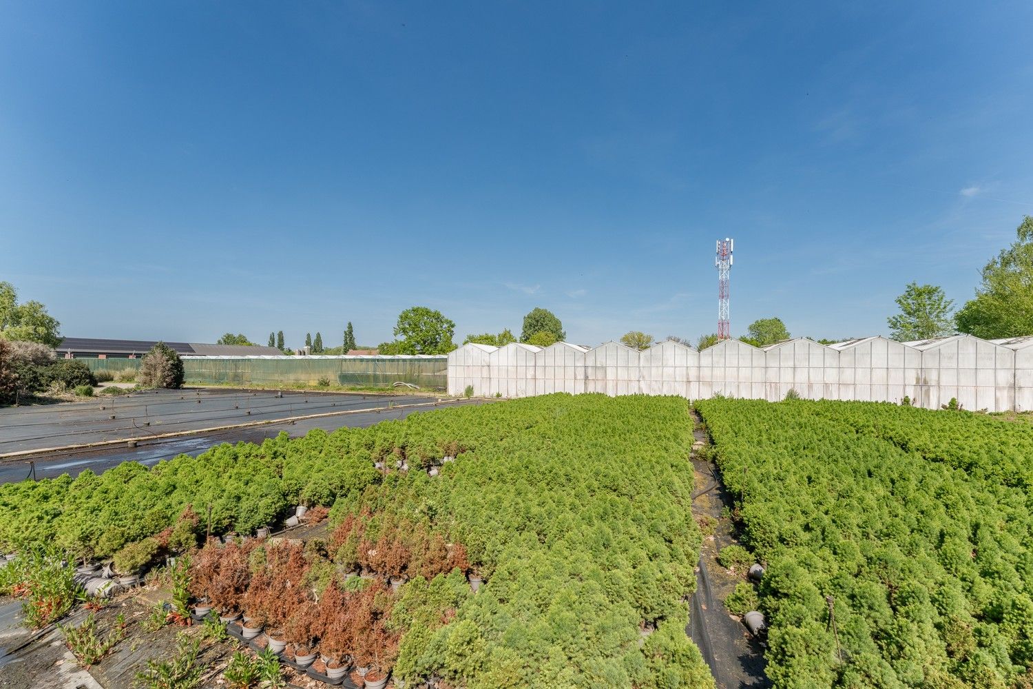Uitgebreid Tuindersbedrijf met Woonhuis, Serres, Schermhallen en grote Bedrijfsloods op 2ha56a77! foto 18