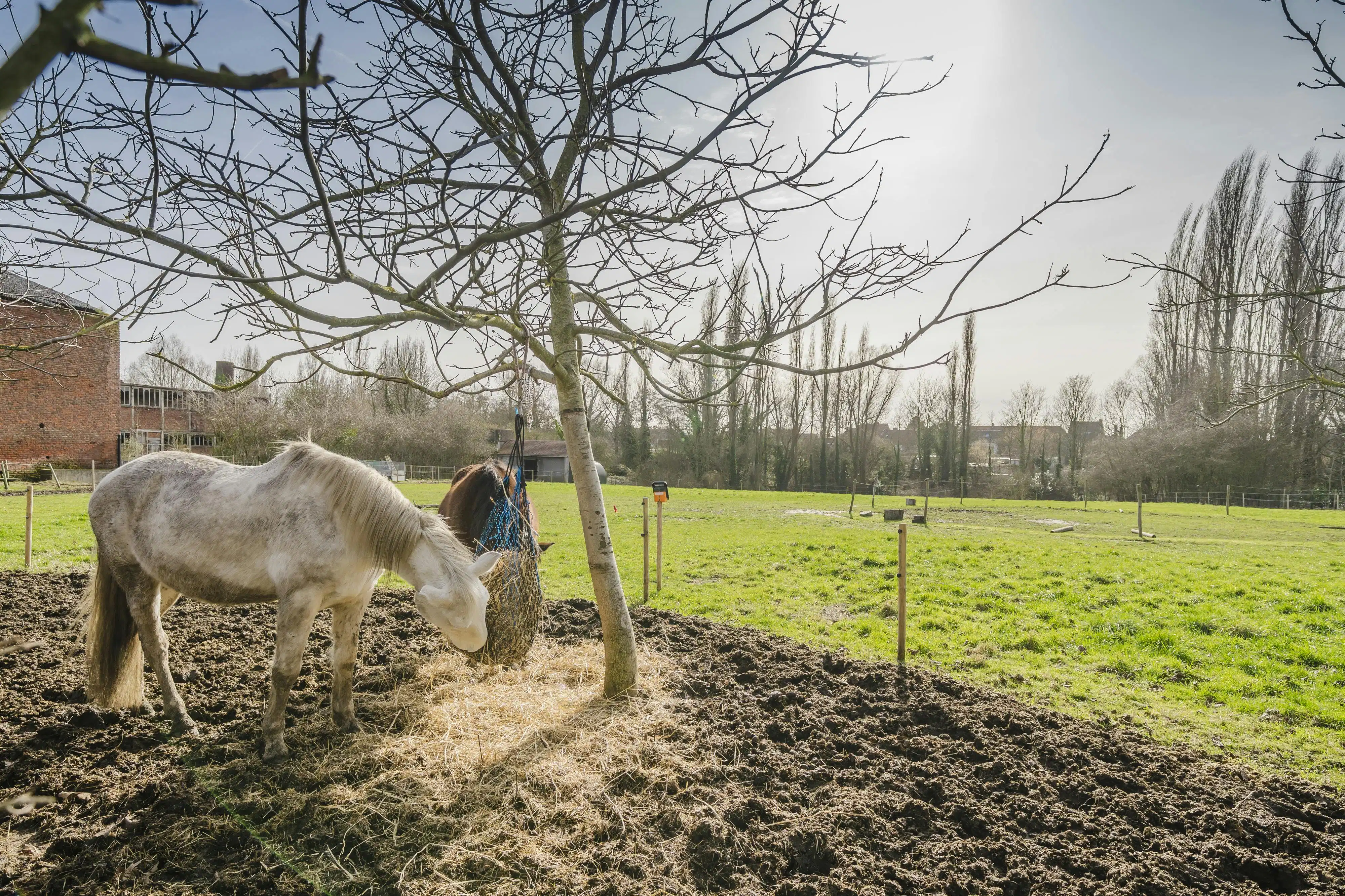 Nieuwbouwwoning met 4 slaapkamers te koop in Bissegem foto 14