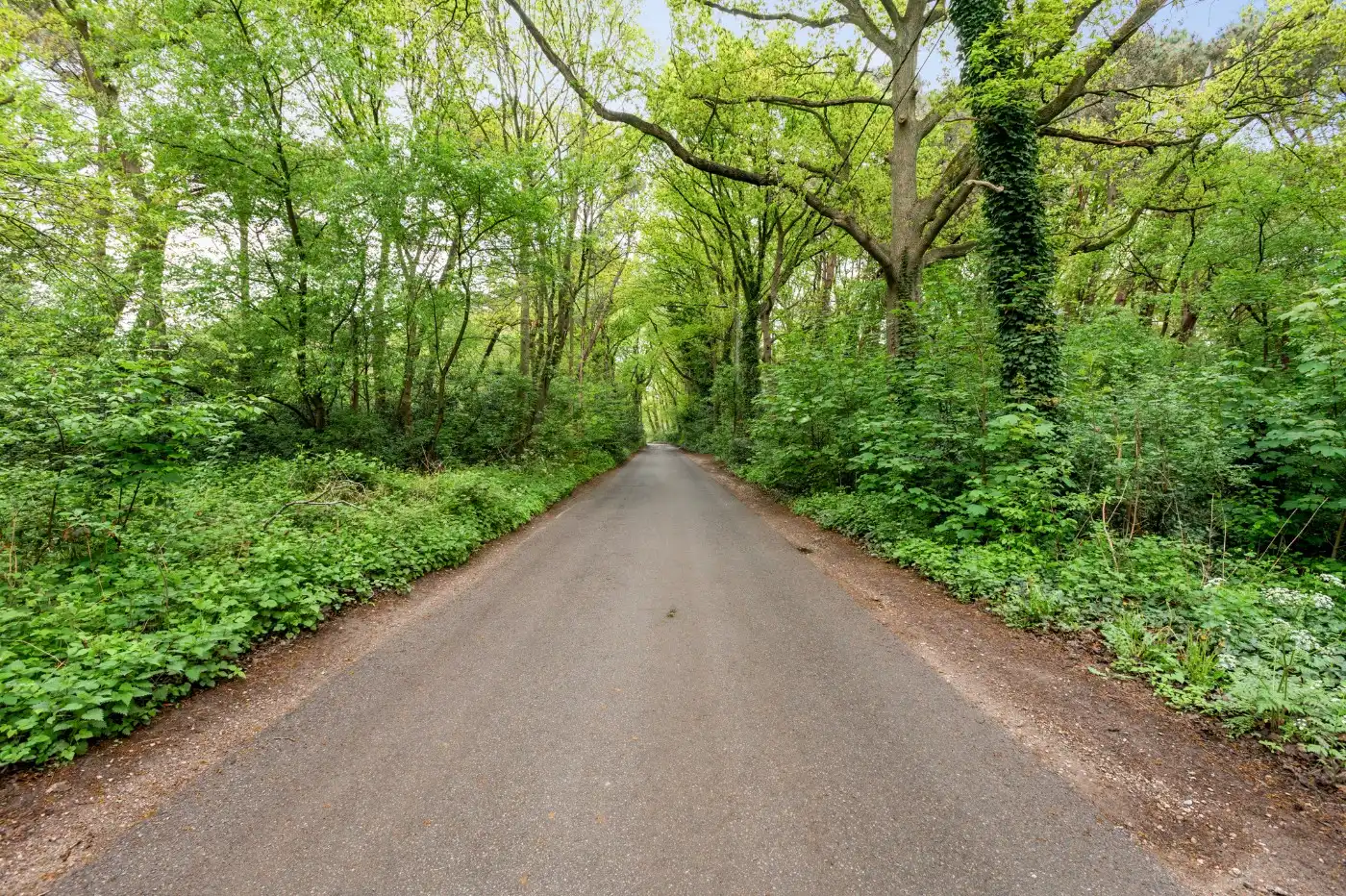 Perceel bosgrond van 1.000m² foto 5