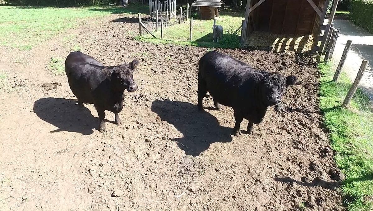 Hoeve met recreatie te koop centrum Tessenderlo op circa 2 ha foto 16