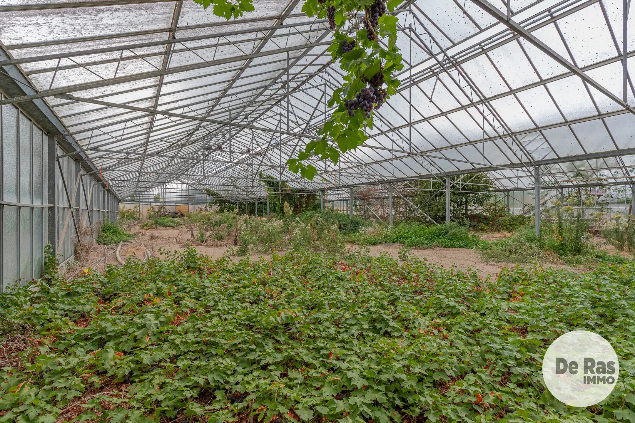 WICHELEN - Te renoveren landbouwwoning met weide en serre foto 27