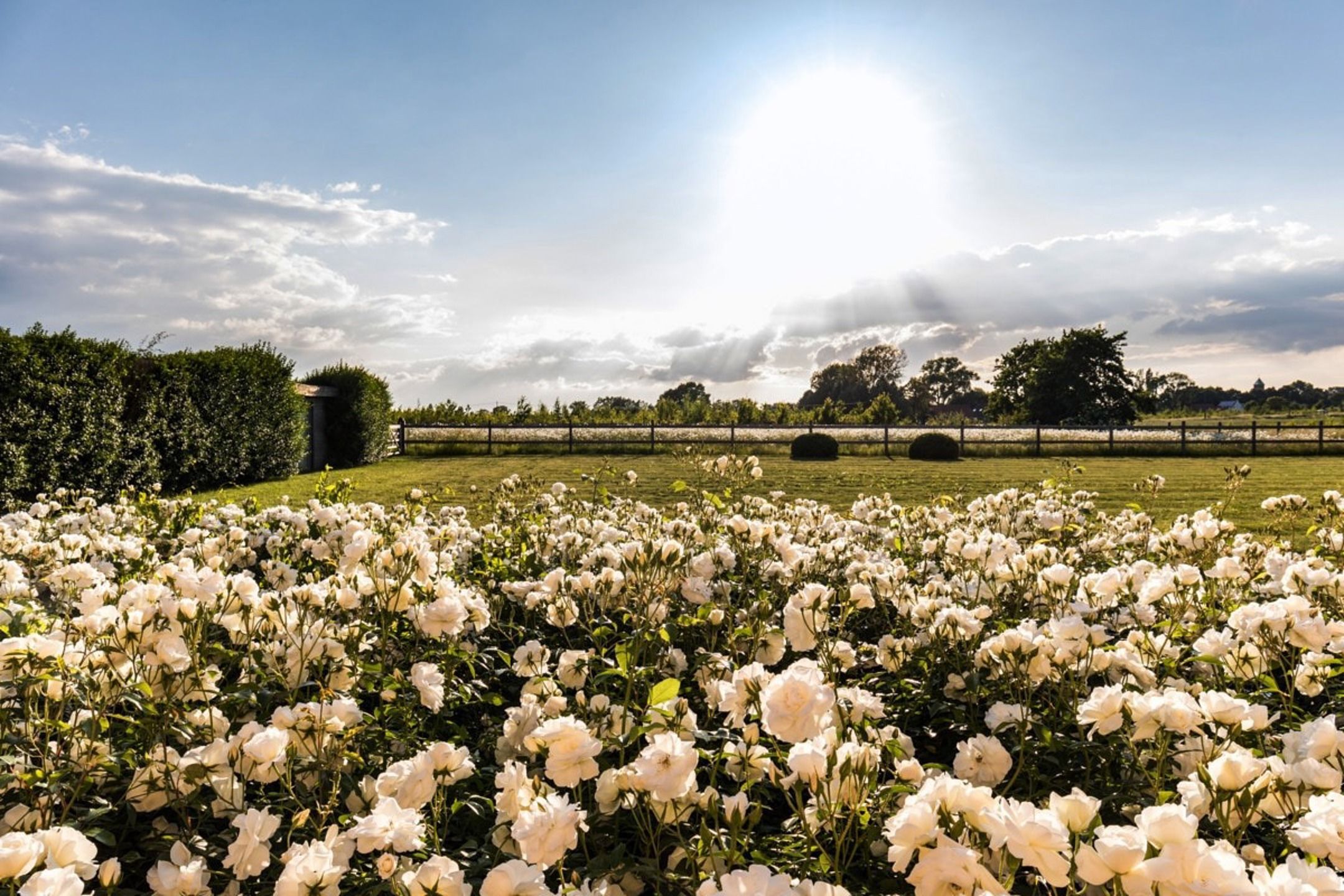 Prachtige hoevewoning met loods en bouwgrond op 2,7 hectare foto 4