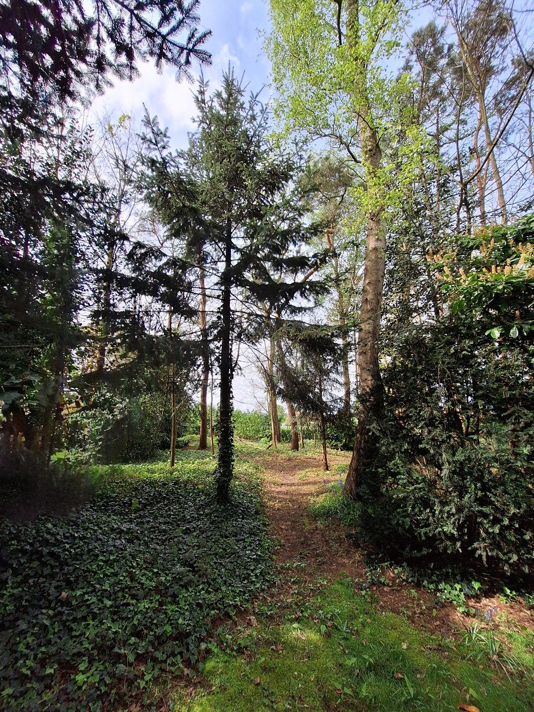 Perceel bouwgrond in landelijke omgeving - zonder bouwverplichting! foto 4