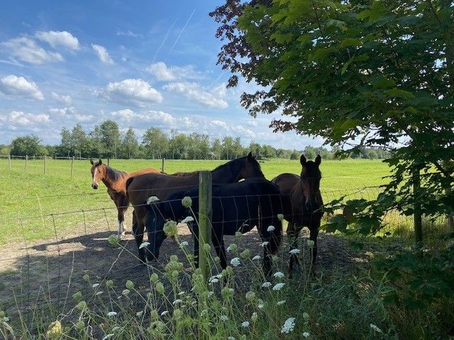 3,4 Ha LANDBOUWGROND I TE KOOP I BERLAAR foto 16