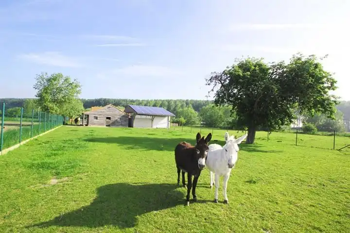 Karaktervolle hoeve met panoramisch uitzicht en paardenstallen, vlakbij Knokke foto 9