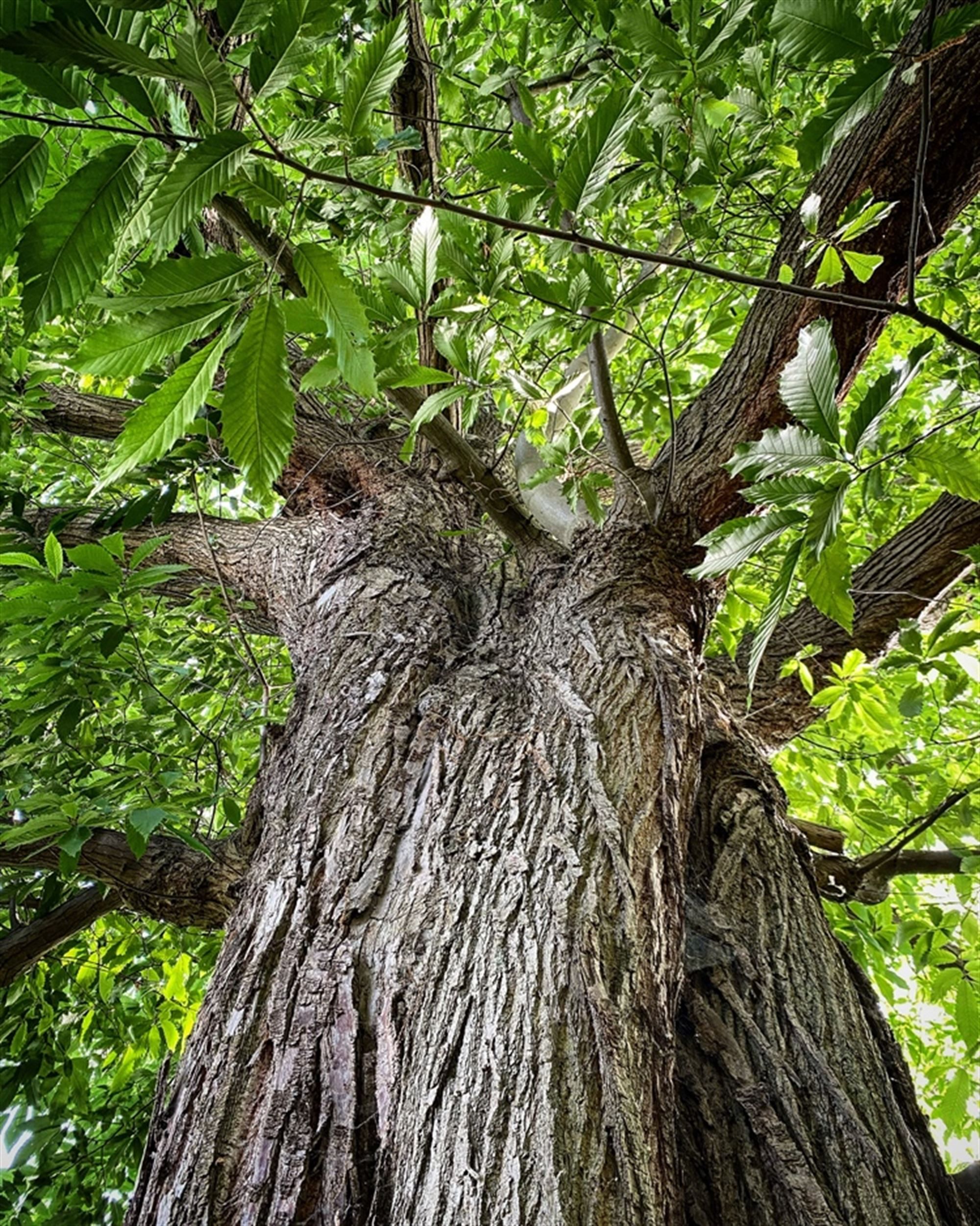 PASTORIE ST-AGATHA parochie LANDSKOUTER op een perceel van 664m² foto 14