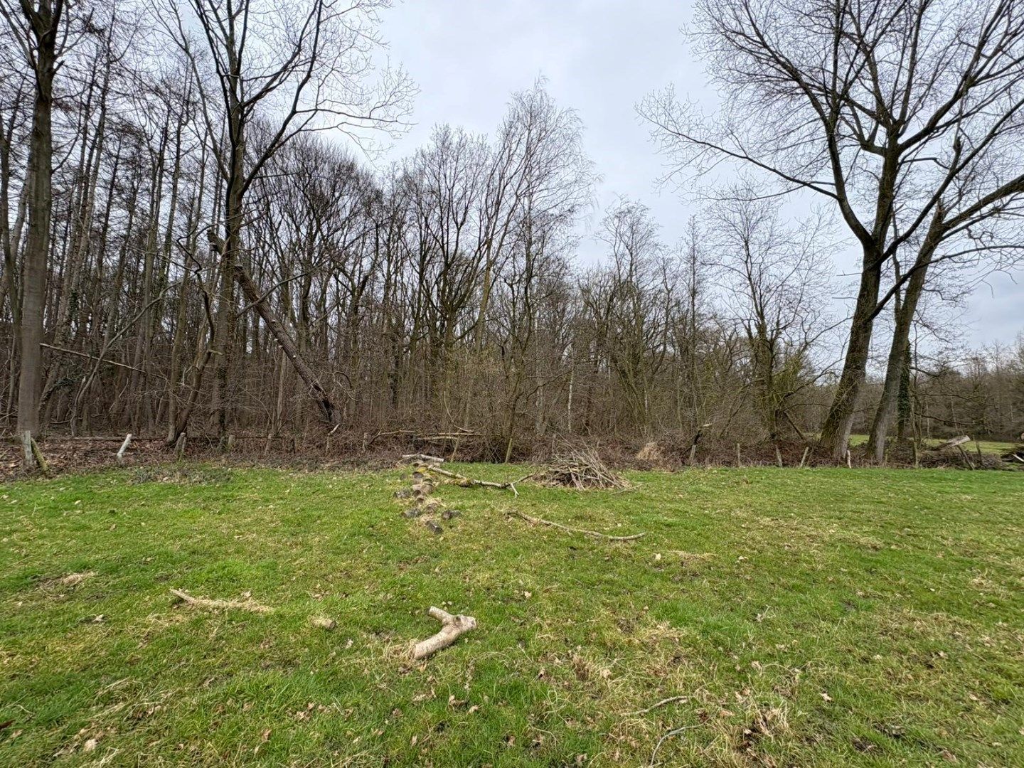 WEILAND - BOS - BOOMGAARD-HOOG foto 6