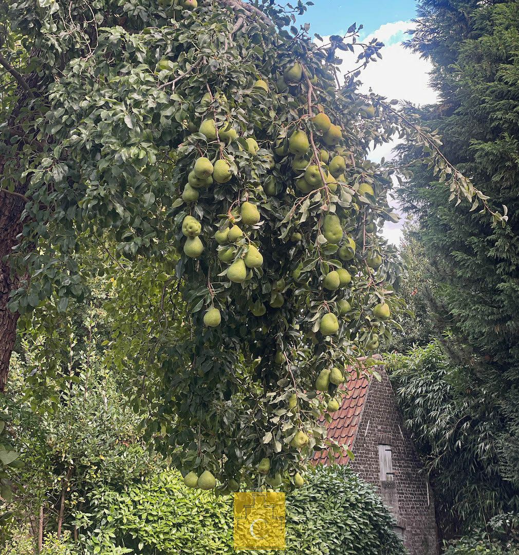 exclusieve herenwoning in de pittoreske St. Annawijk met grote zongerichte stadstuin en brede uitweg/fietsenpoort foto 5