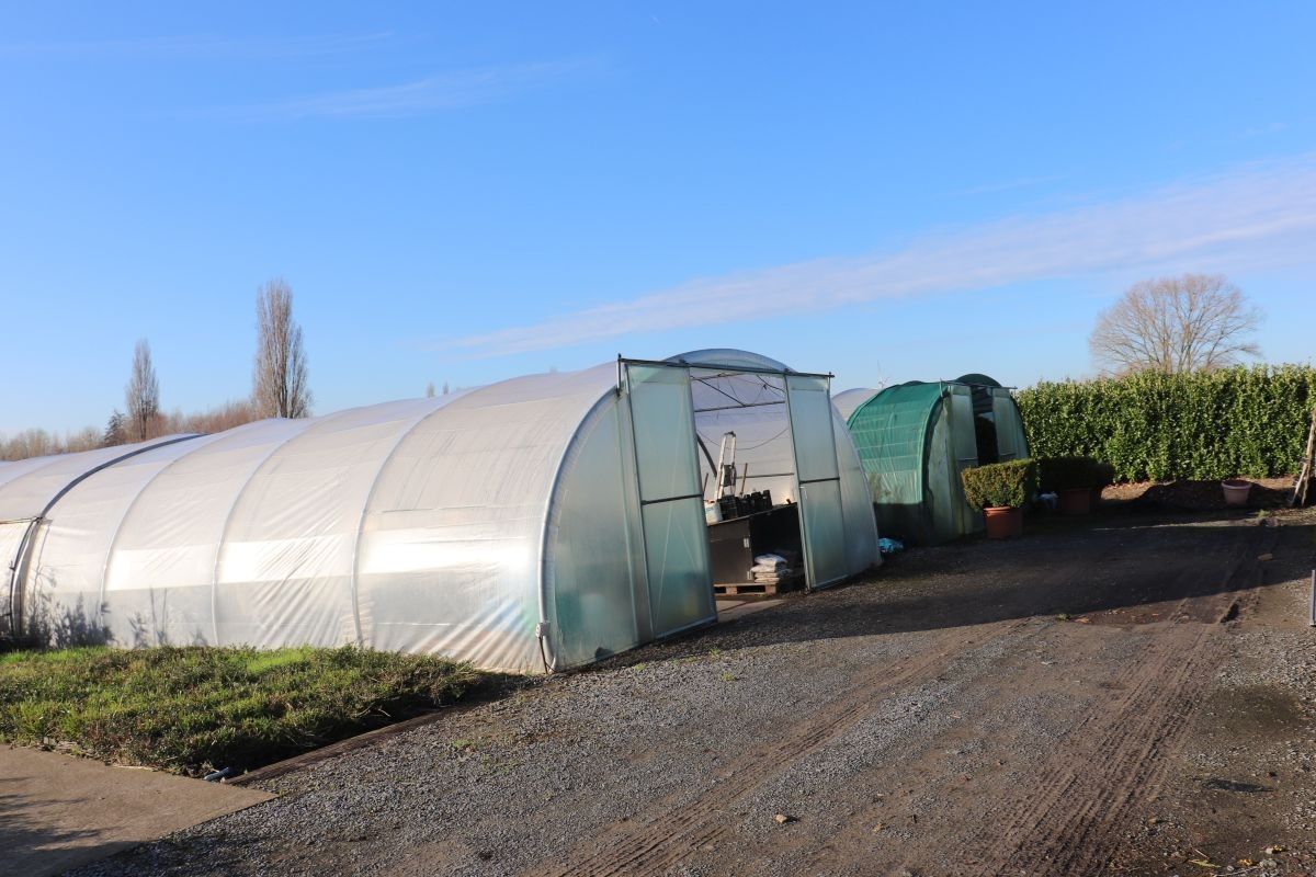 Plantenkwekerij te koop te Zwevegem foto 5