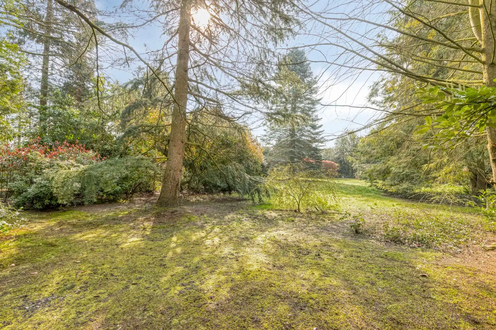 Projectgrond met woning te koop in Schoot, Tessenderlo foto 11