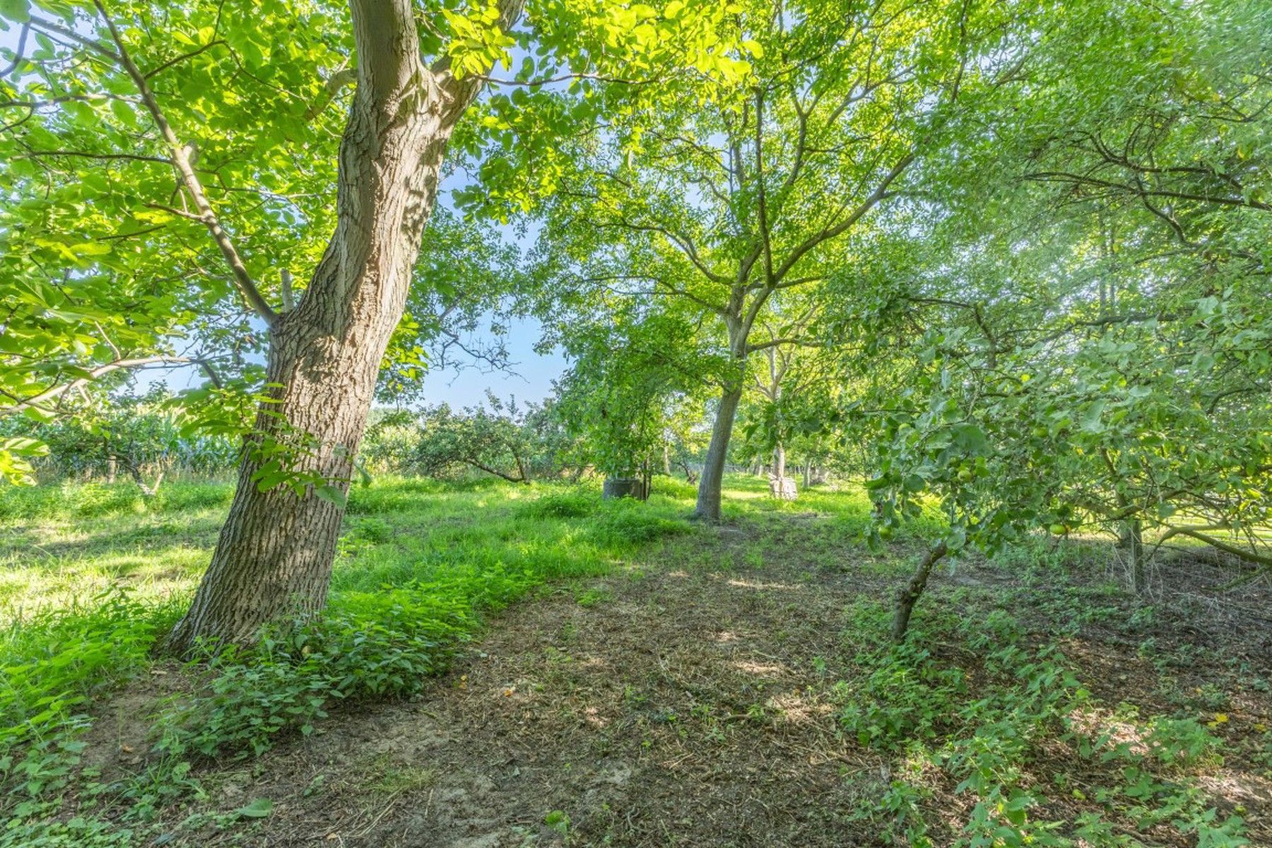 Vrijstaande woning op een perceel van meer dan 45 are foto 28