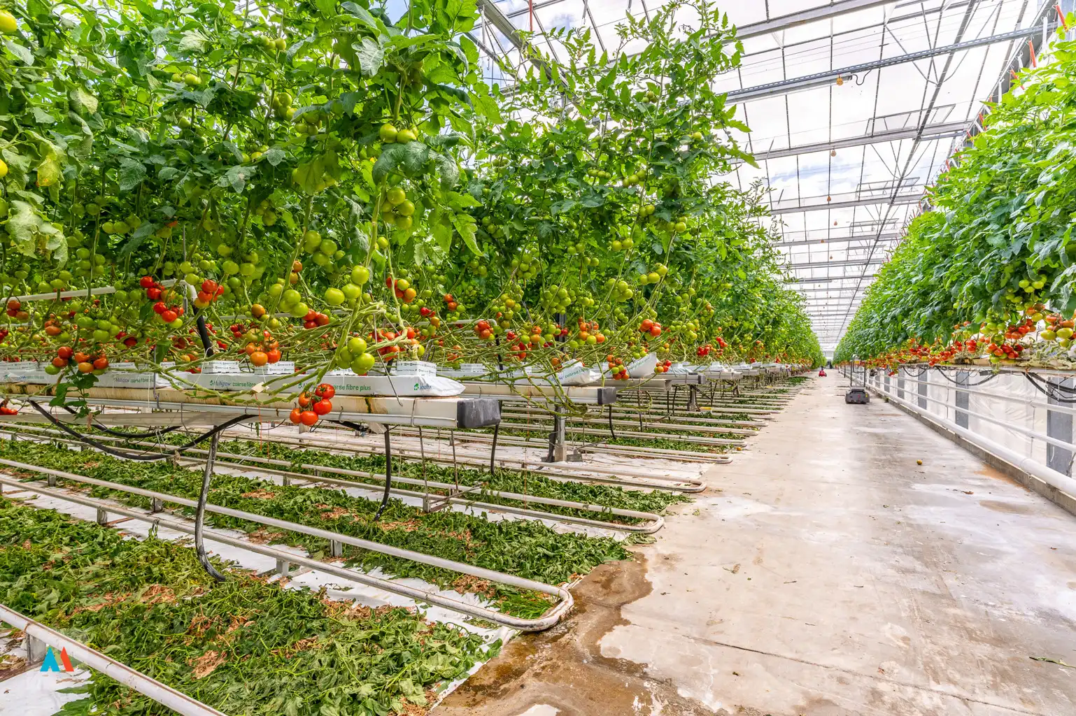 Volledig uitgerust glastuinbouwbedrijf foto 31