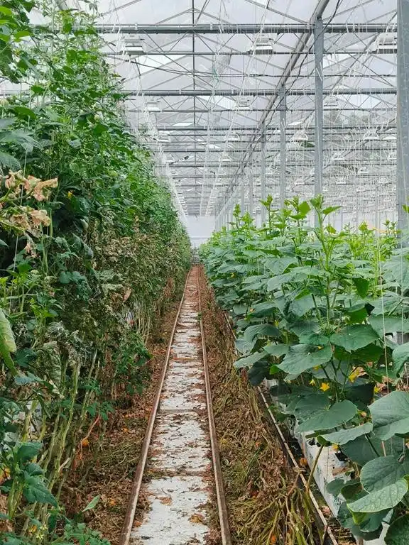 Modern en volledig uitgerust serrebedrijf op 5,65 ha te Lier foto 5