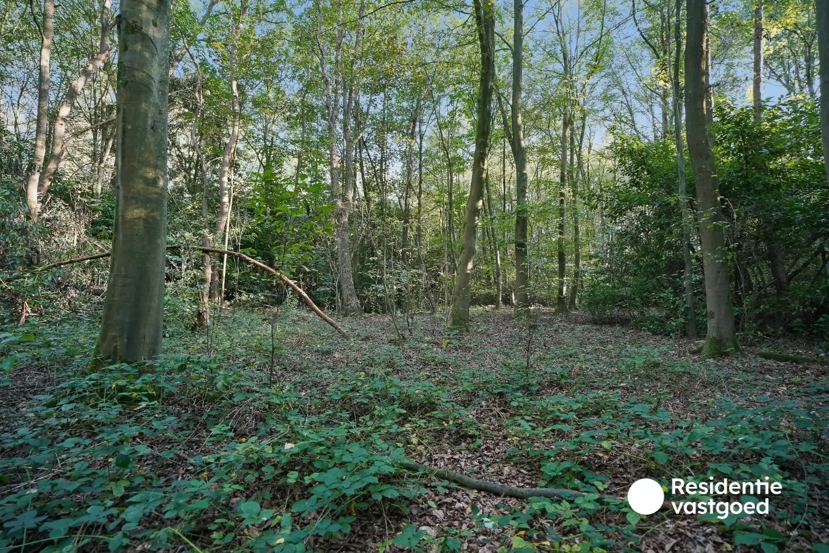 Bosgrond van 4.193 m² op rustige ligging in Sijsele foto 3