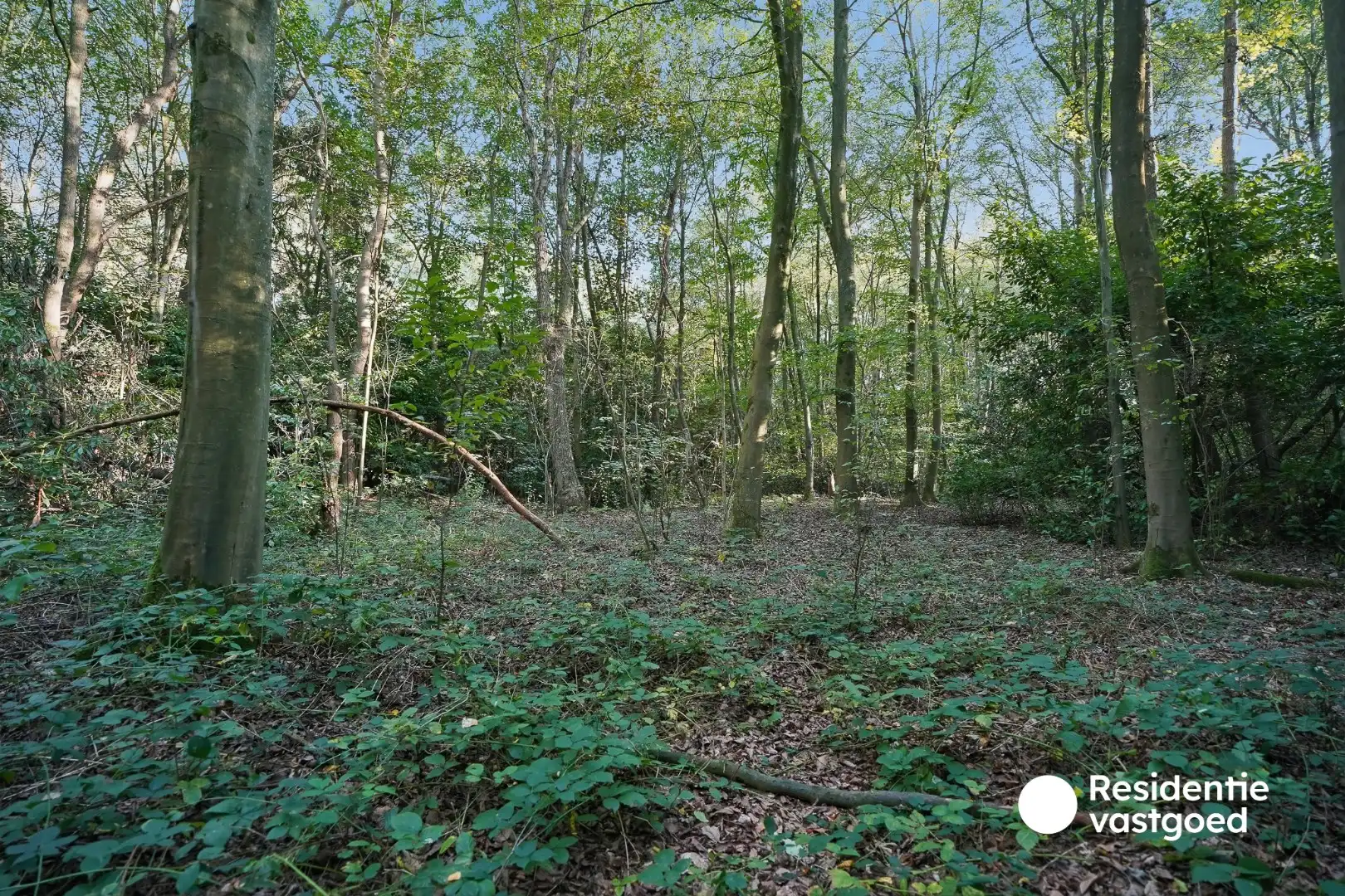 Bosgrond van 4.193 m² op rustige ligging in Sijsele foto 3
