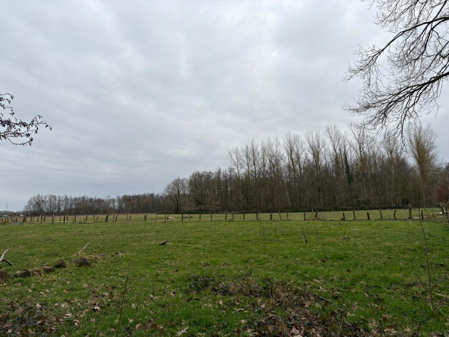 WEILAND - BOS - BOOMGAARD-HOOG foto 4
