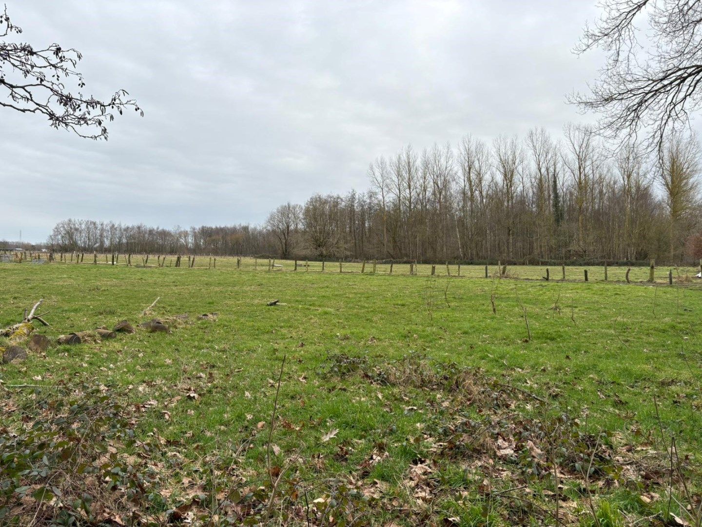WEILAND - BOS - BOOMGAARD-HOOG foto 3